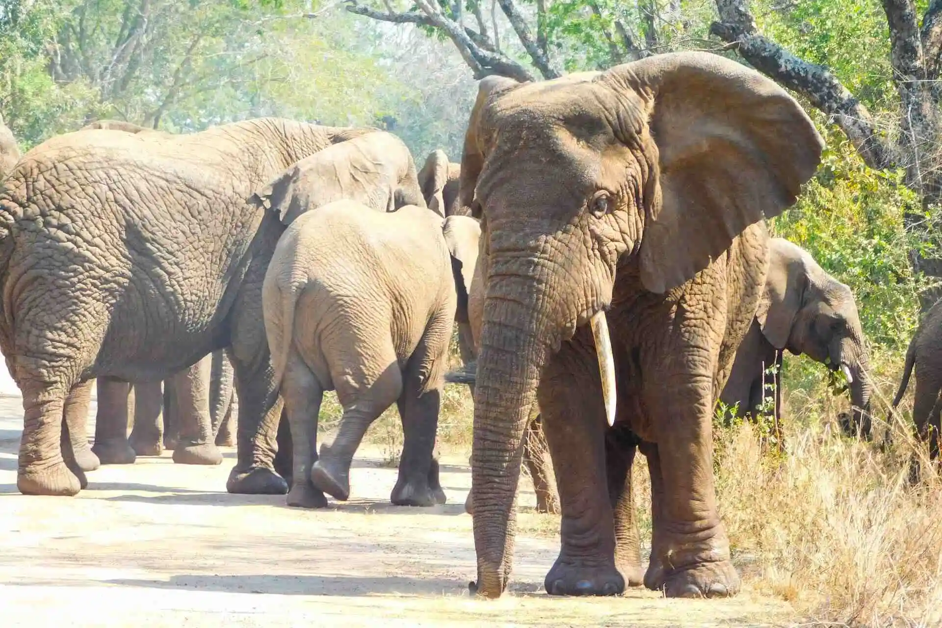 Akagera Safari