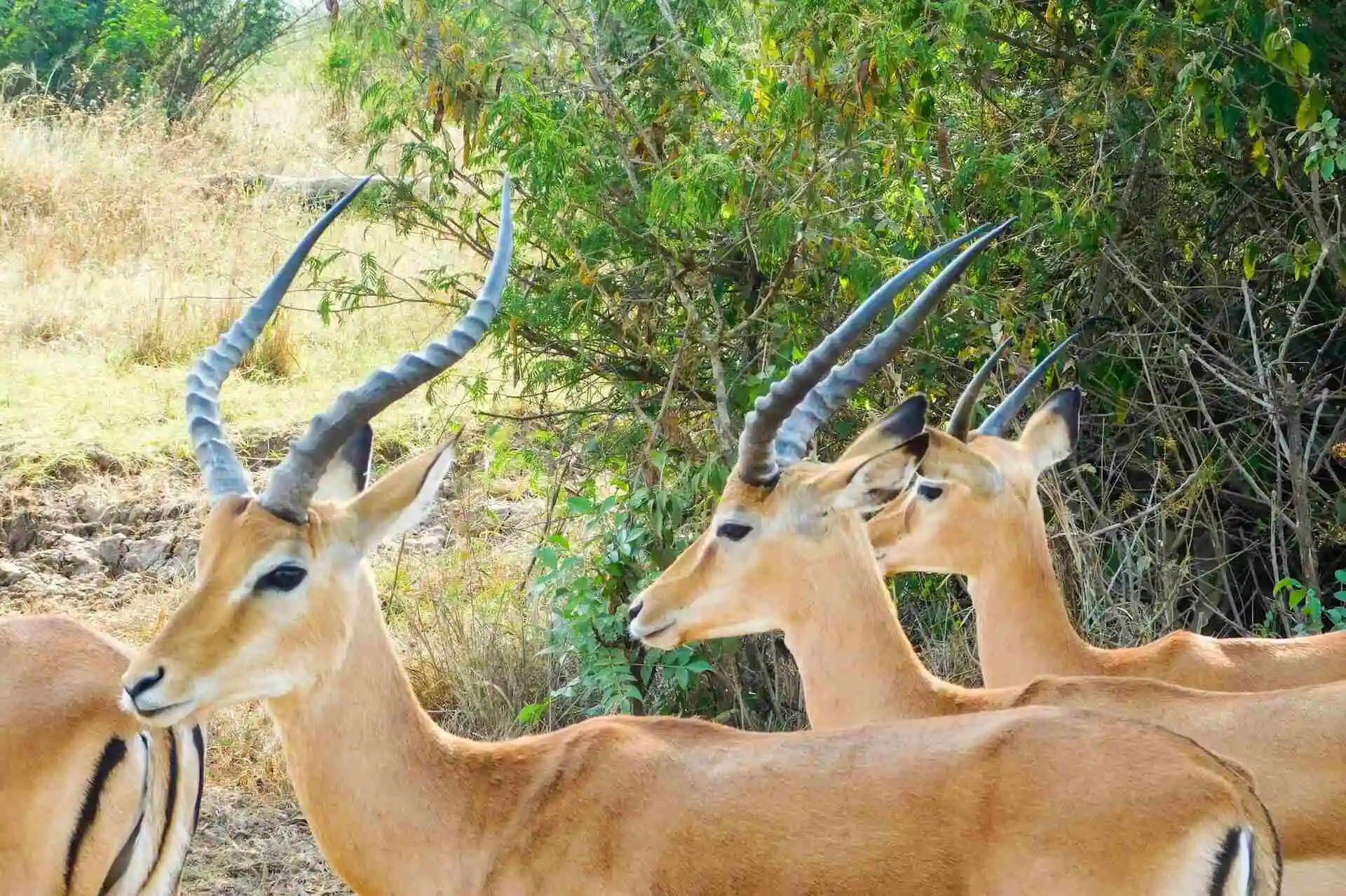 Akagera Wildlife Safari