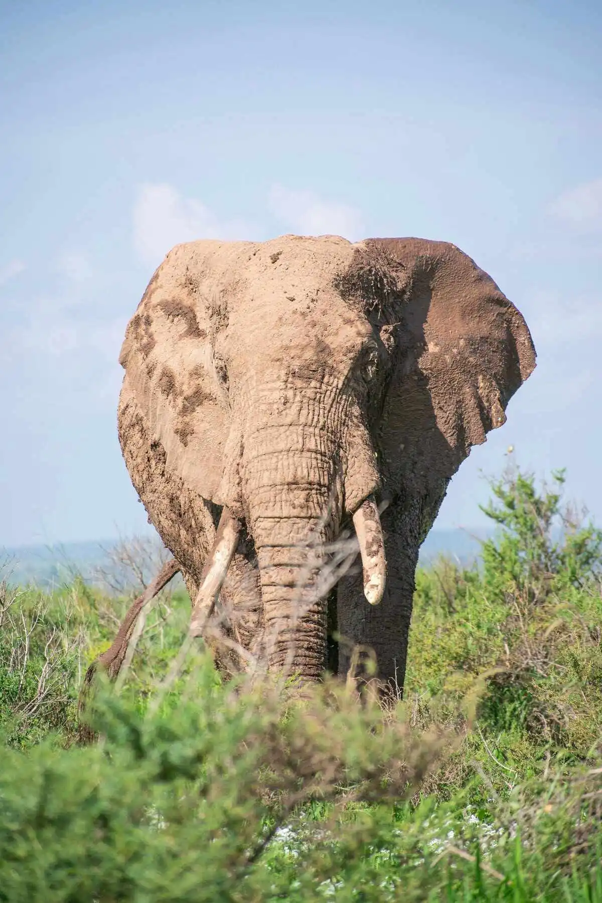 History of amboseli