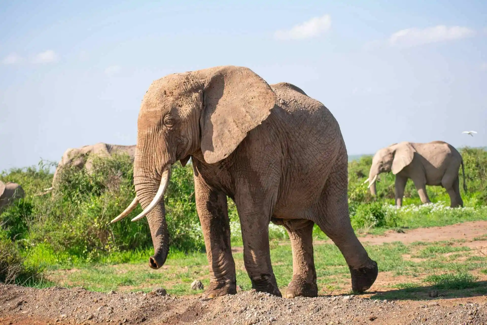 Amboseli Safari