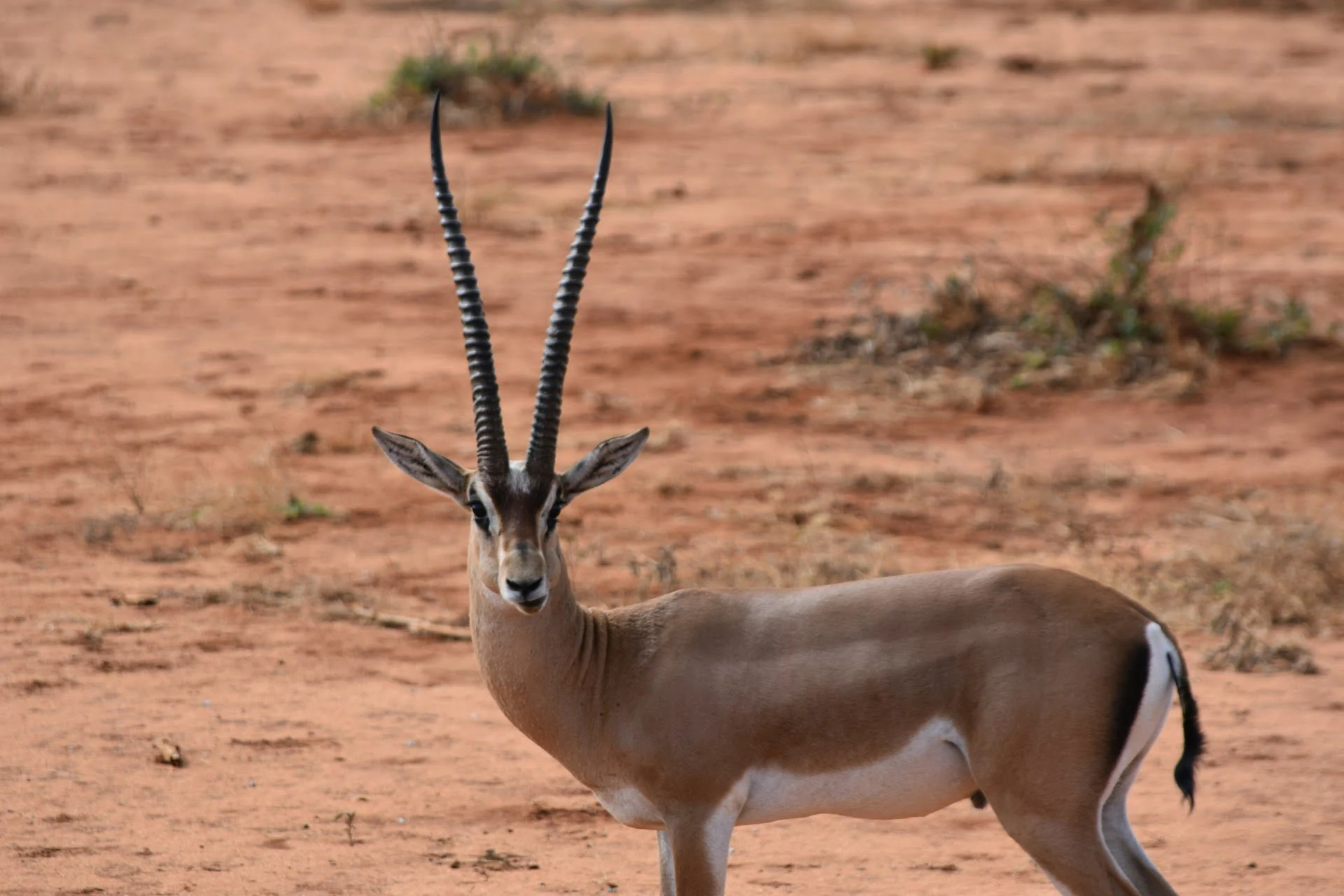 Antilope in Tsavo