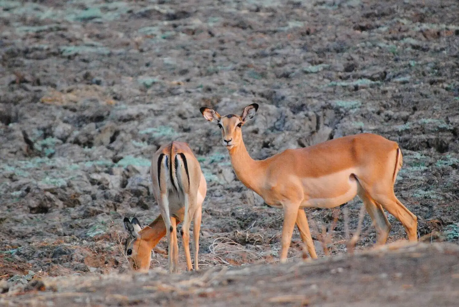 Best time to visit Lower zambezi national park, zambia