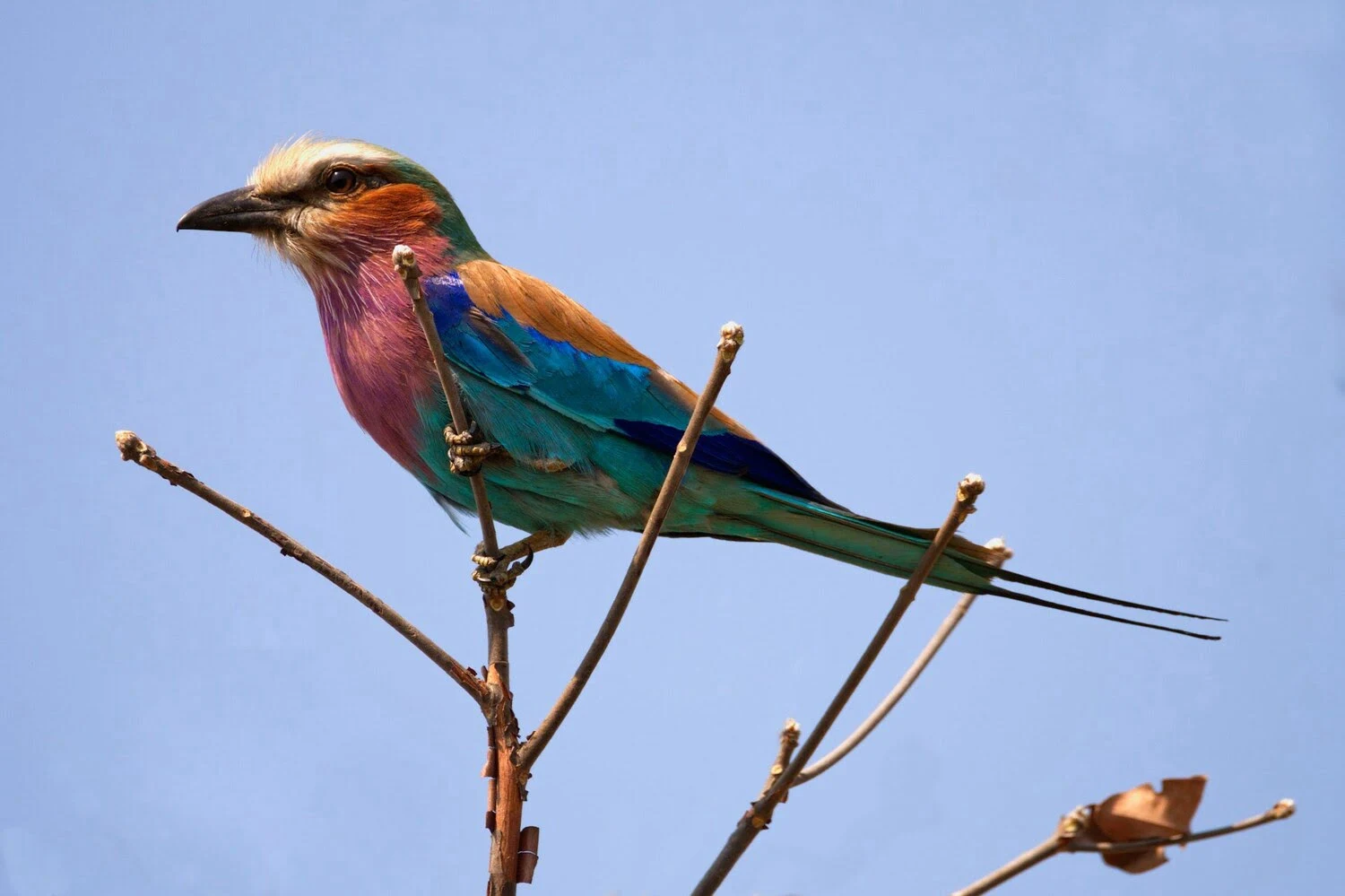 Best Time to Visit Kafue National Park, Zambia