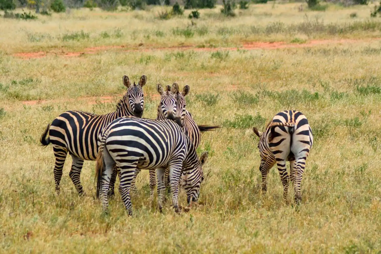 Best time to visit tsavo national park