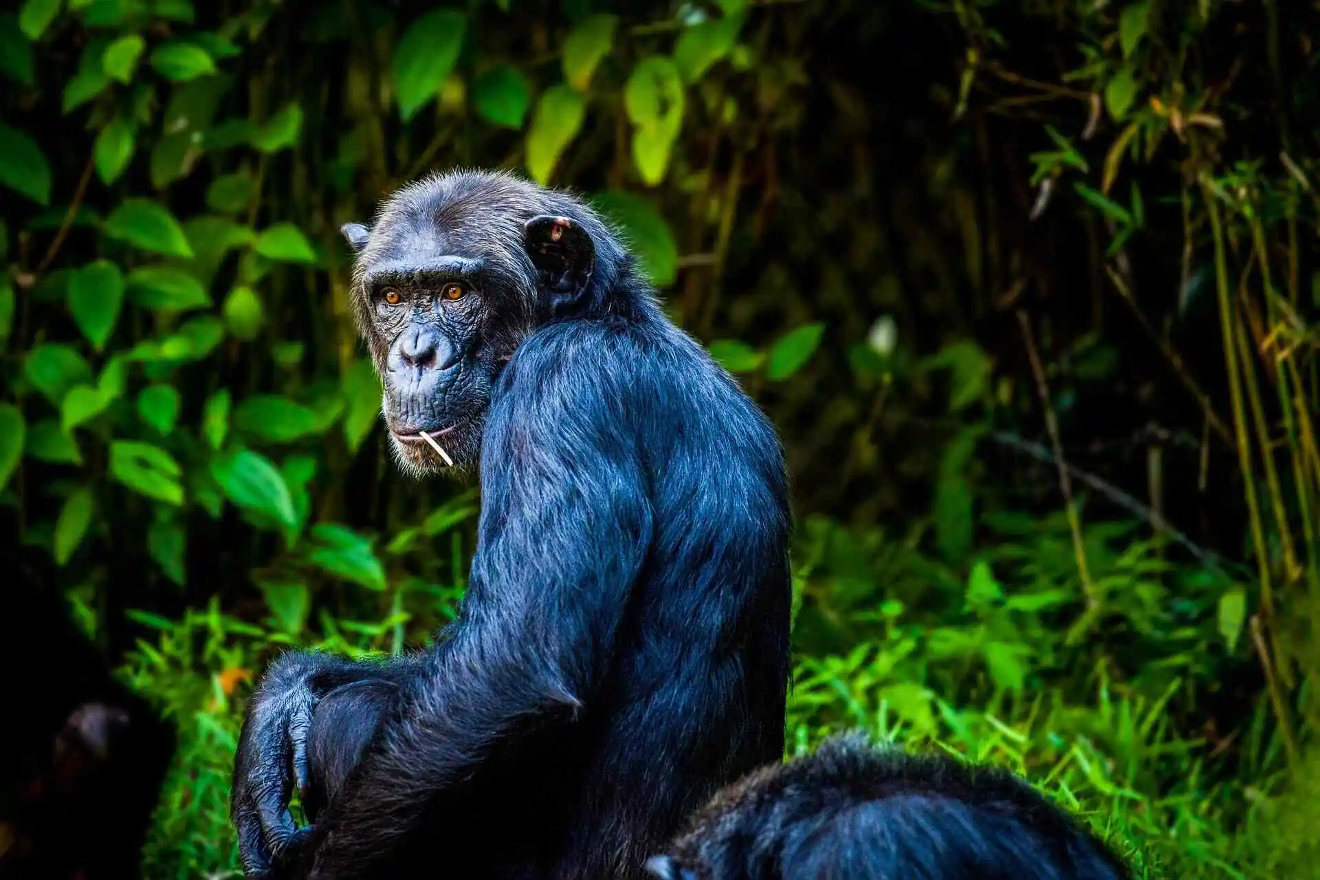 Nyungwe Forest Safari