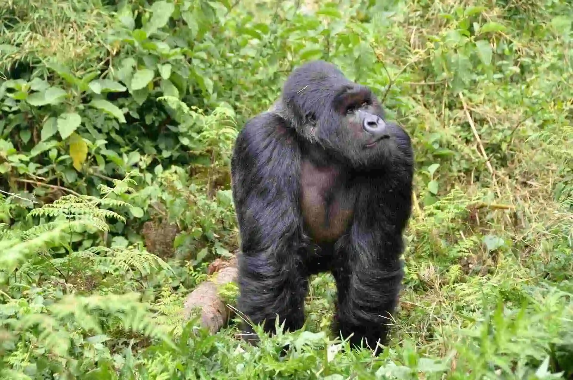 Gorilla Wildlife and Culture Safari