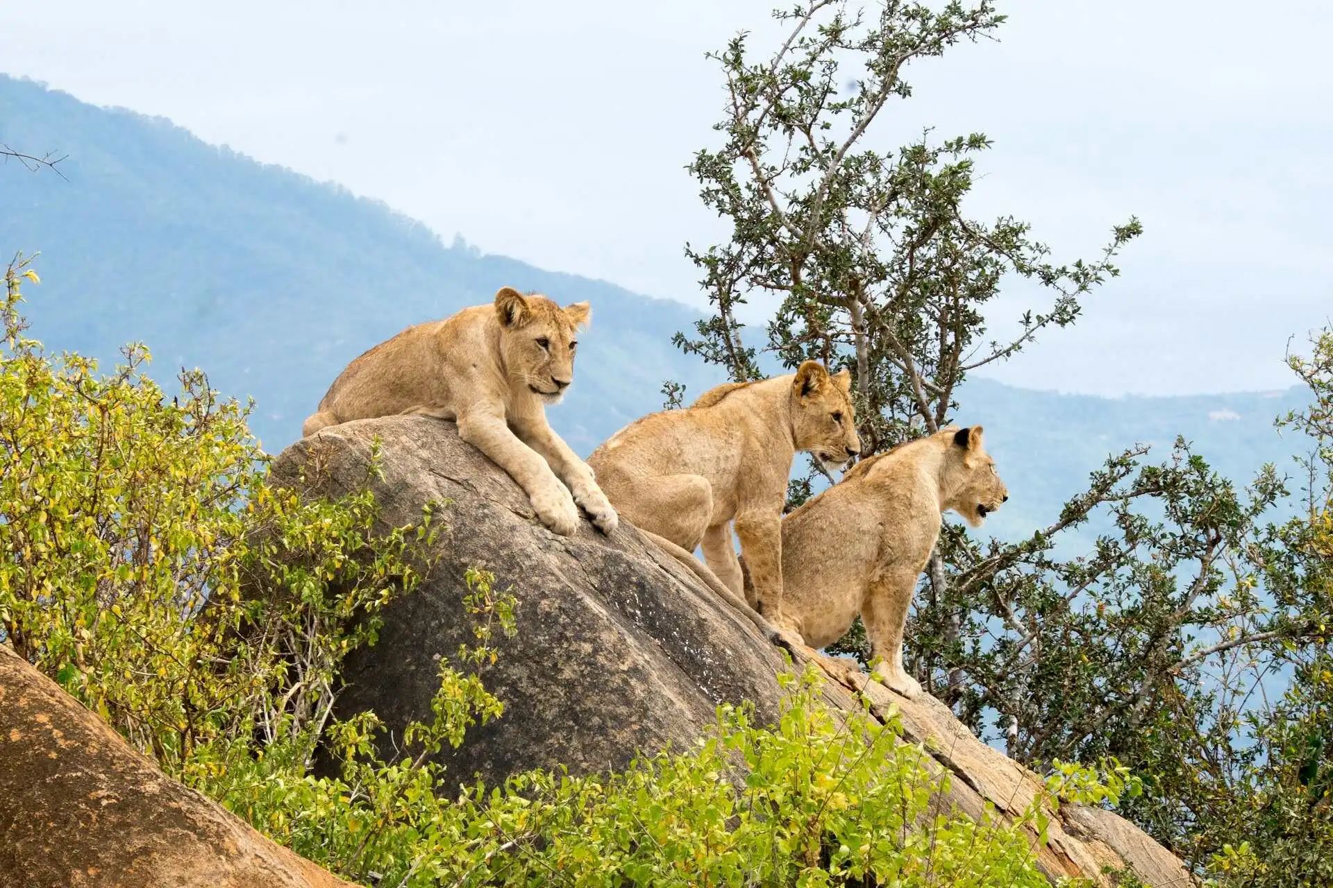 How to get to tsavo