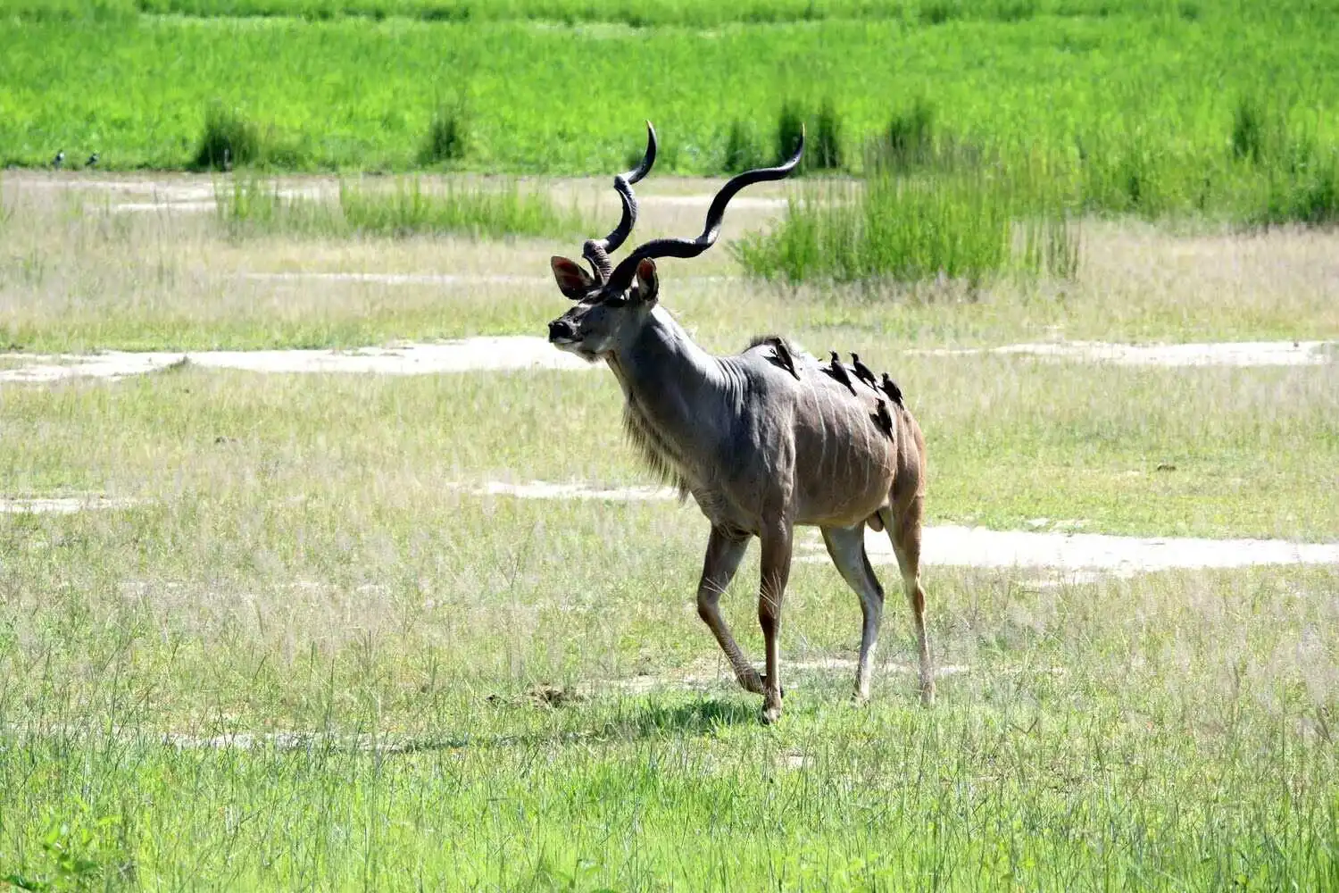 How to get South Luangwa zambia