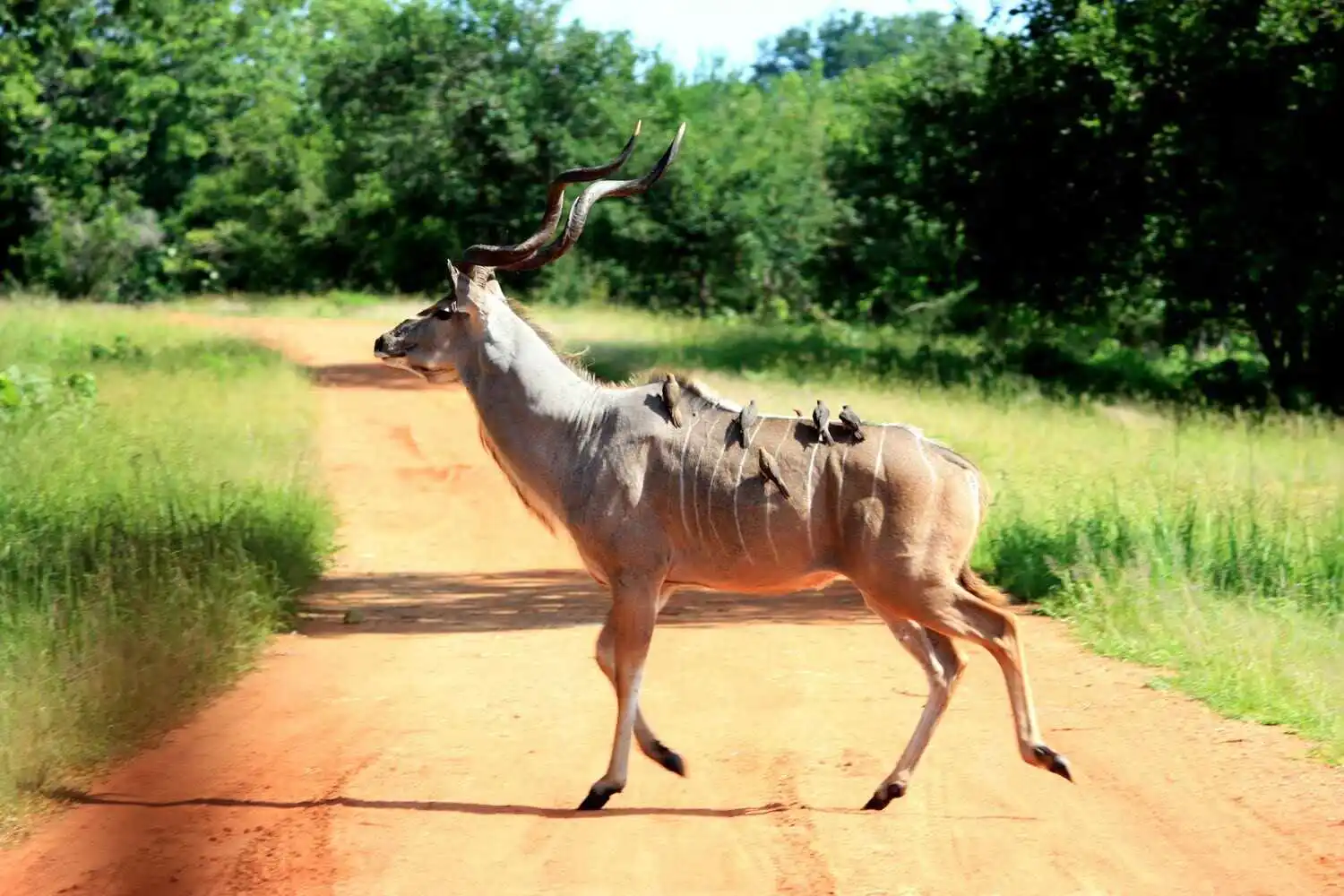 Kafue National Park