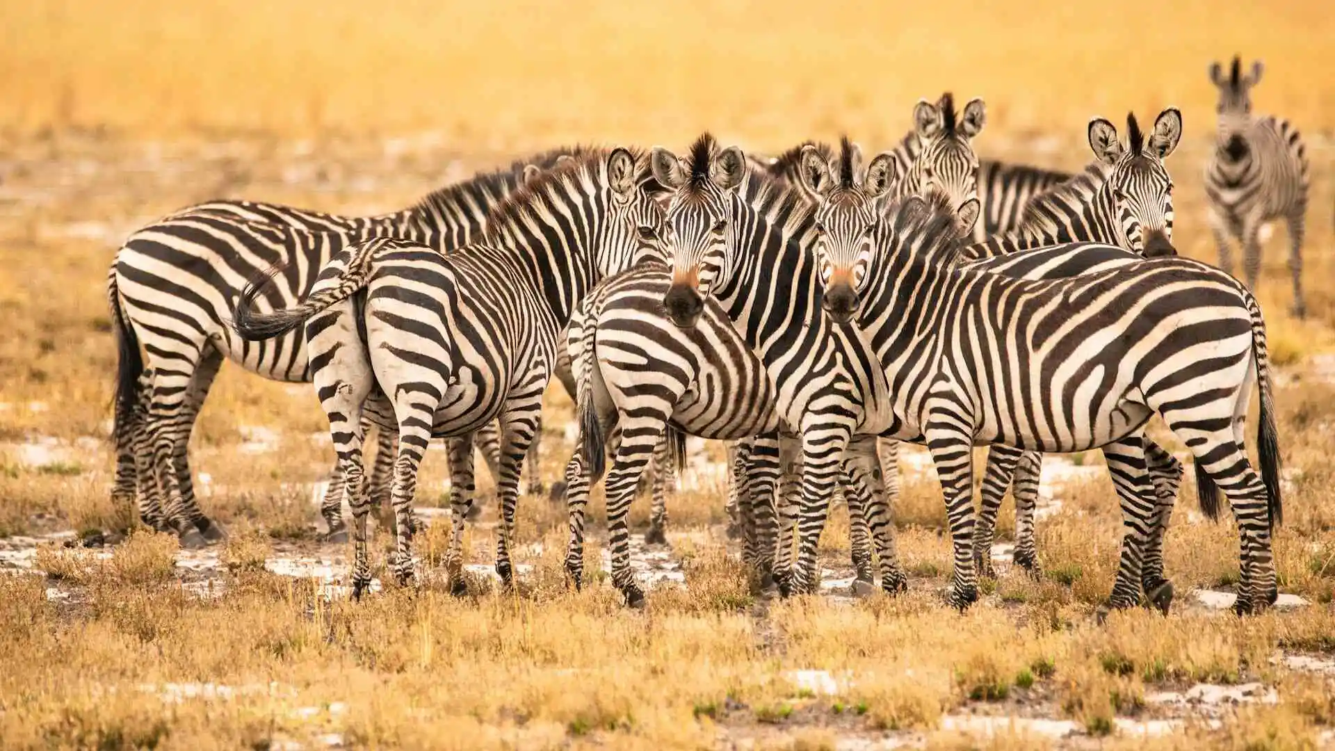 Kafue National Park, Zambia