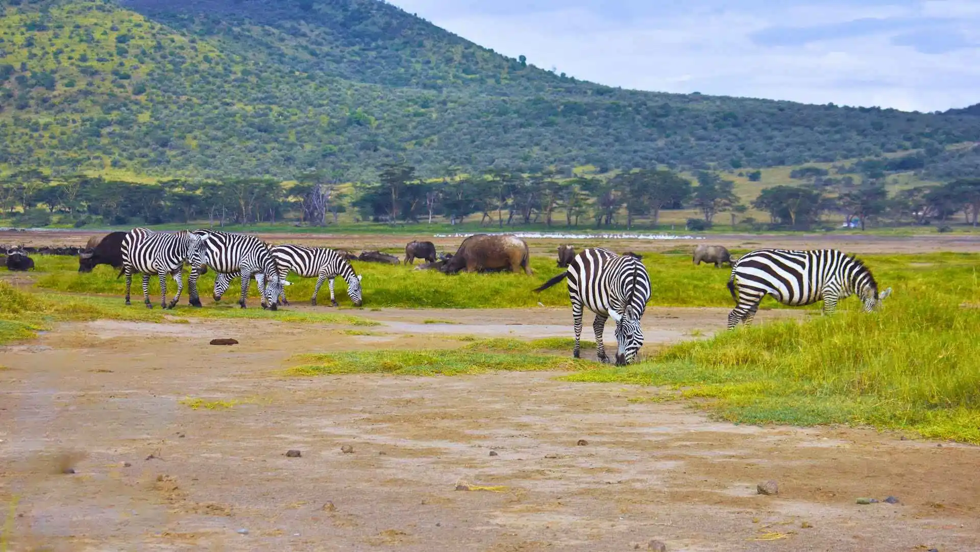 Lake Nakuru Safari