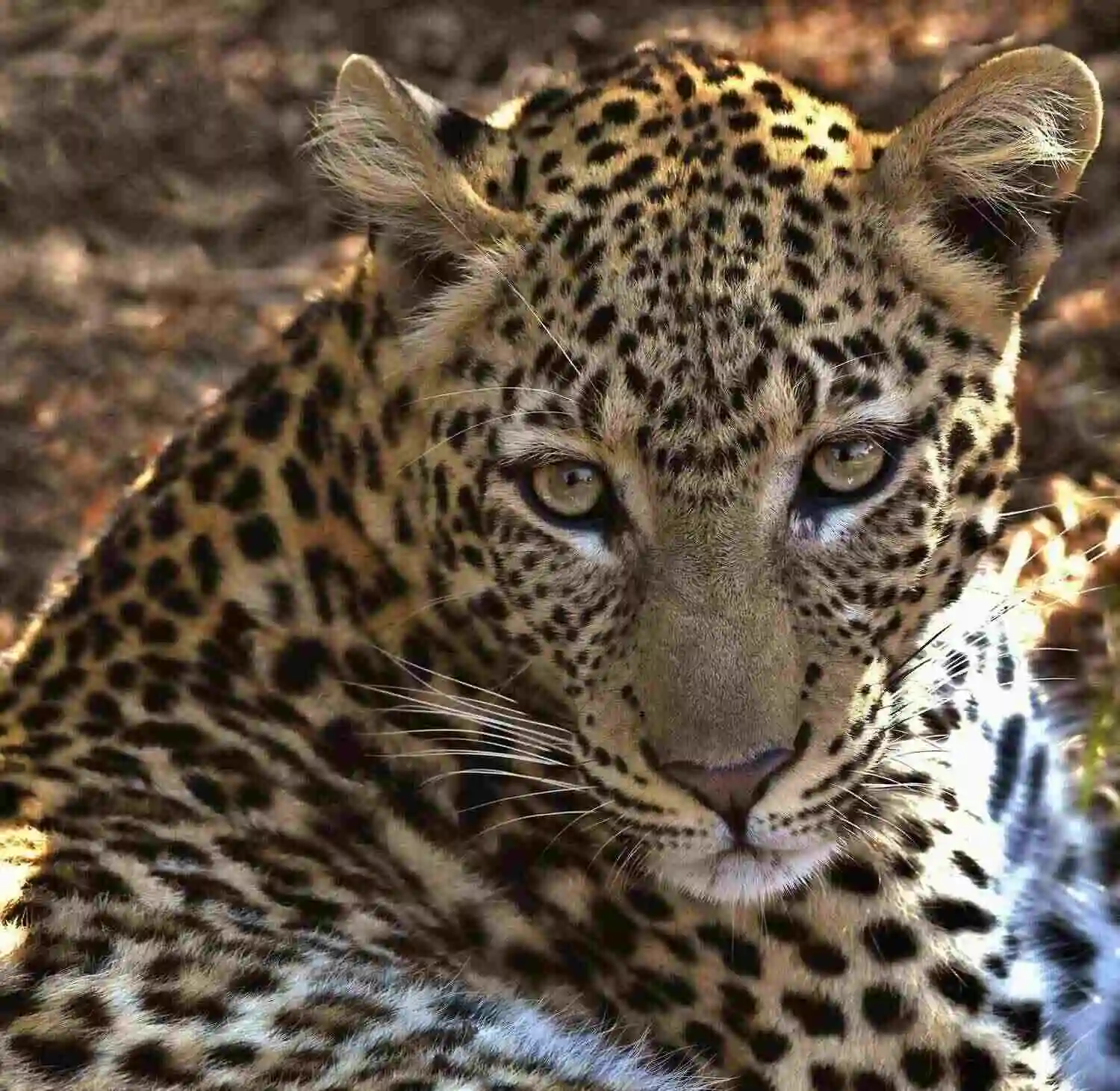 Wildlife in Lower Zambezi National Park, Zambia