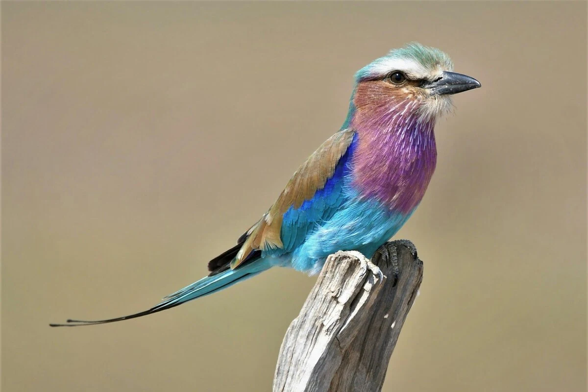 South Luangwa Birds