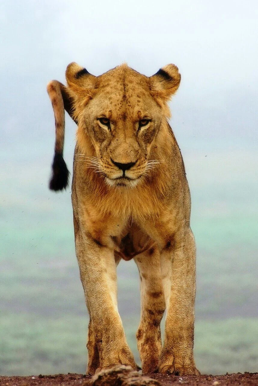 Lion of tsavo national park