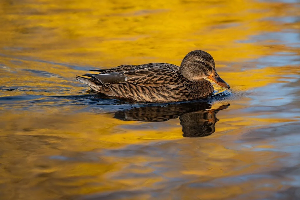 Birds of Lower Zambezi, Zambia