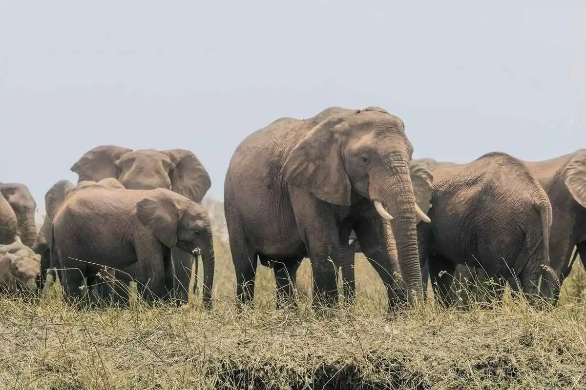 Mammals of Lower Zambezi