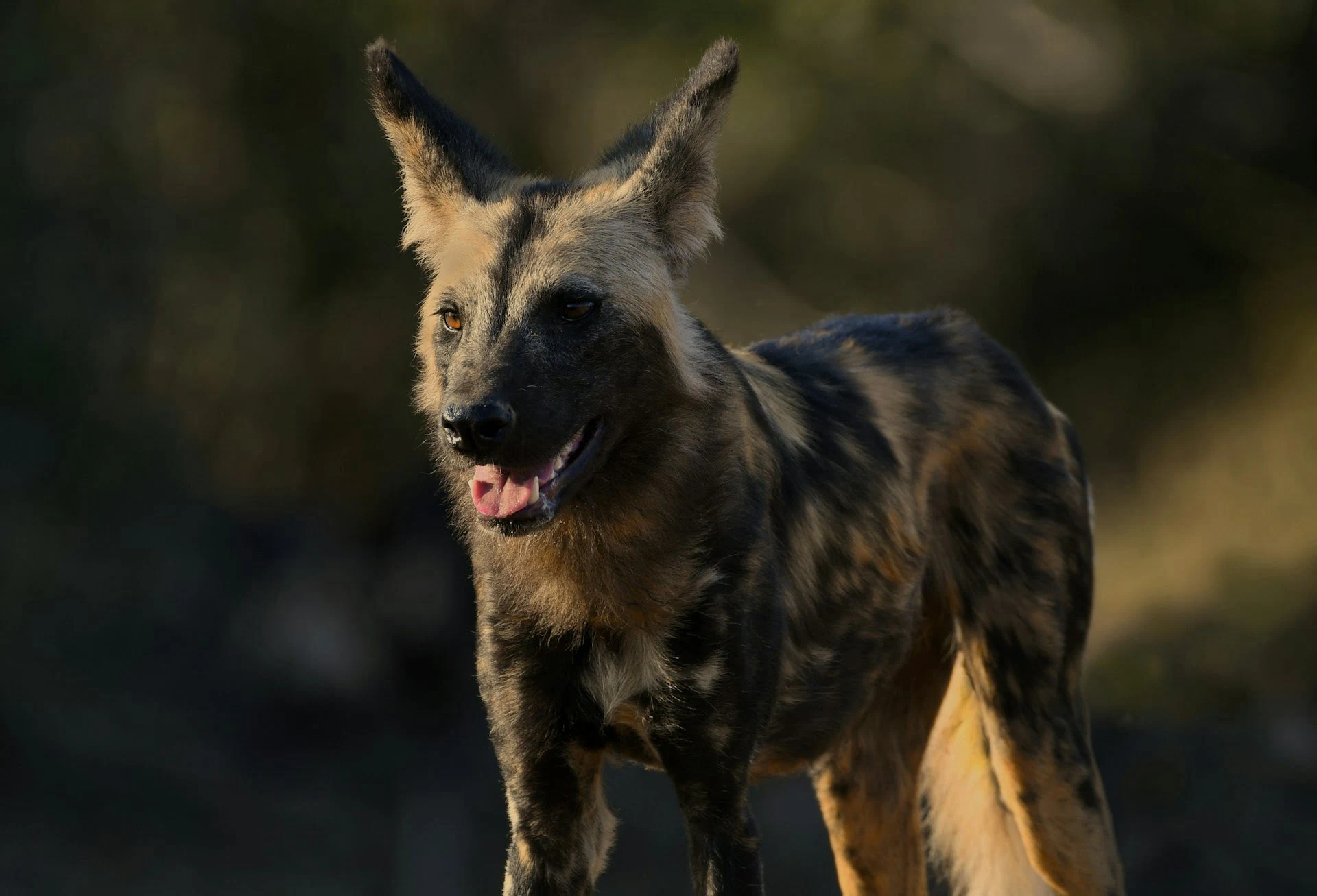 Lower Zambezi National park, Zambia