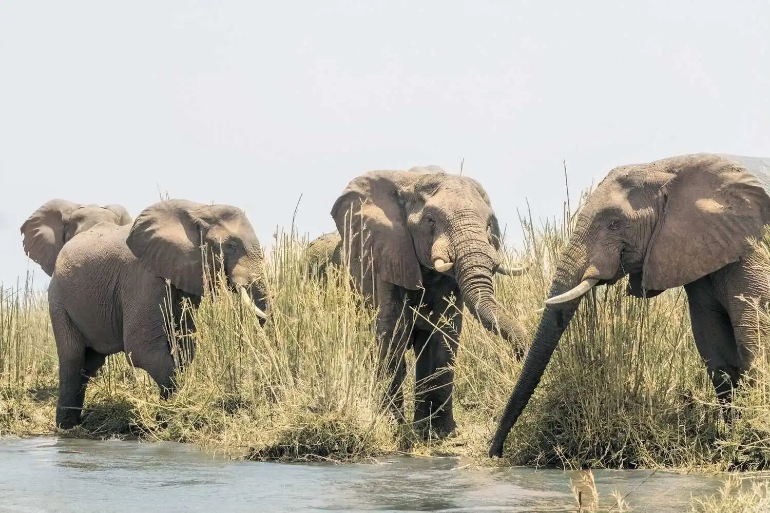 About Lower Zambia National Park, Zambia