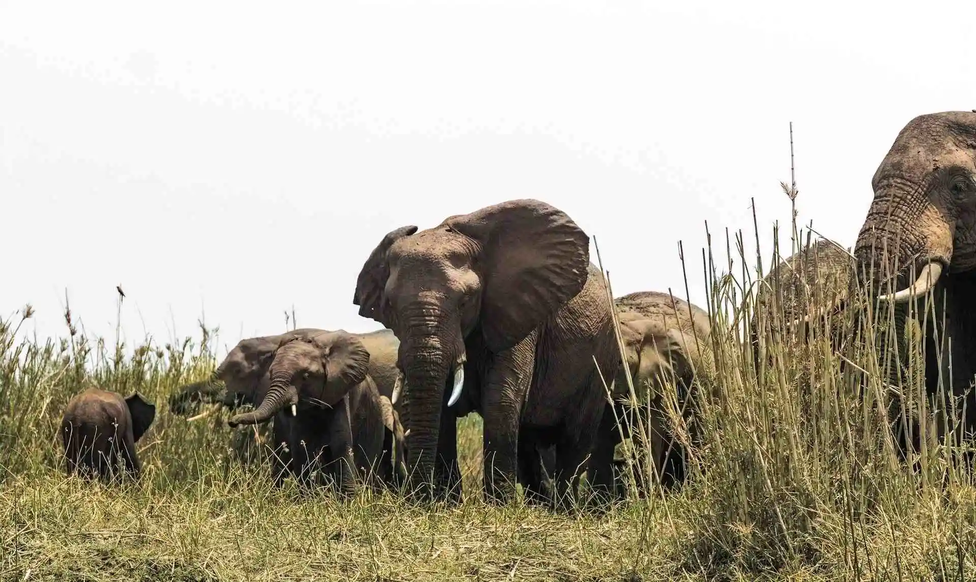 Lower Zambezi