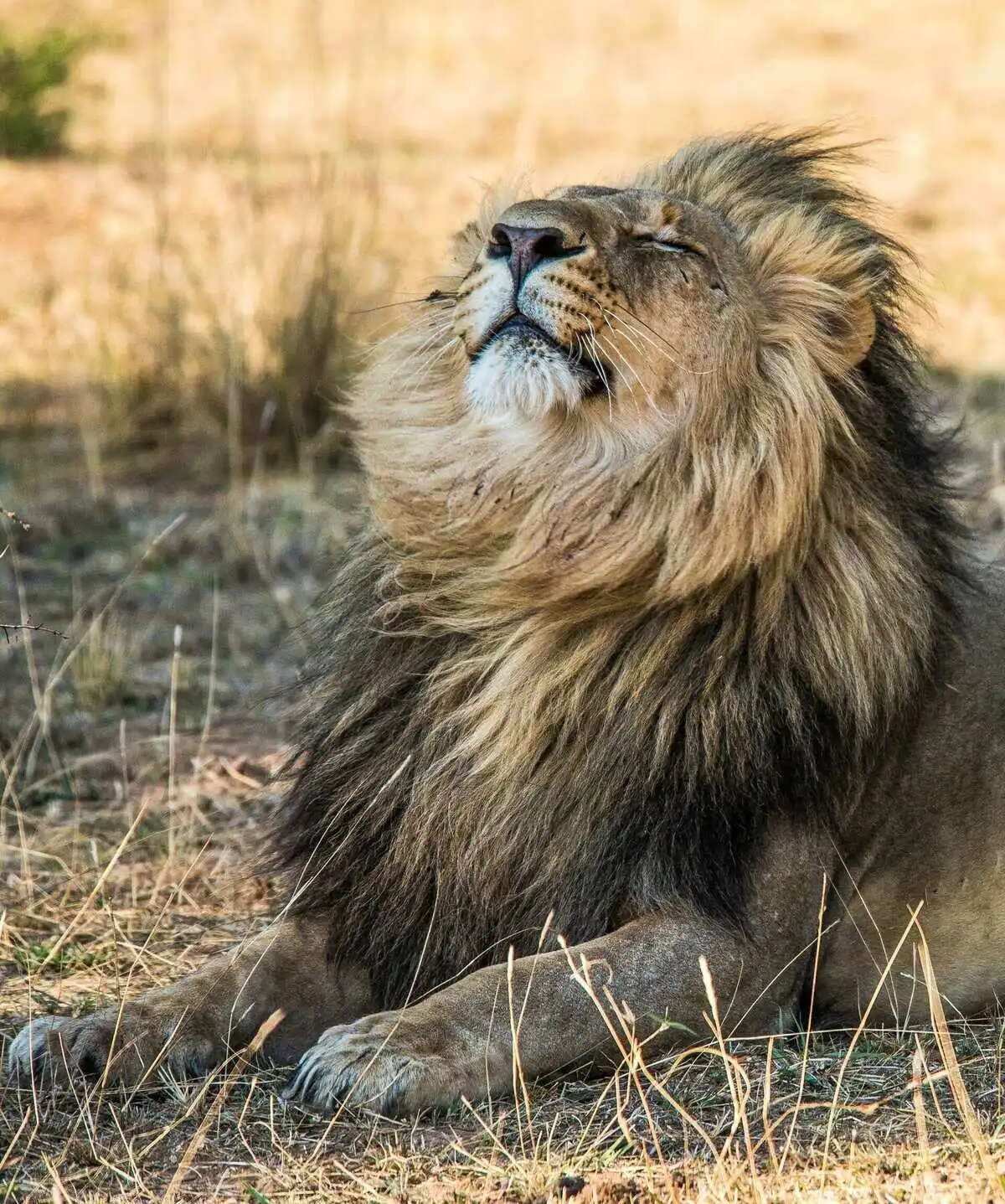 Male Lion in Zambia