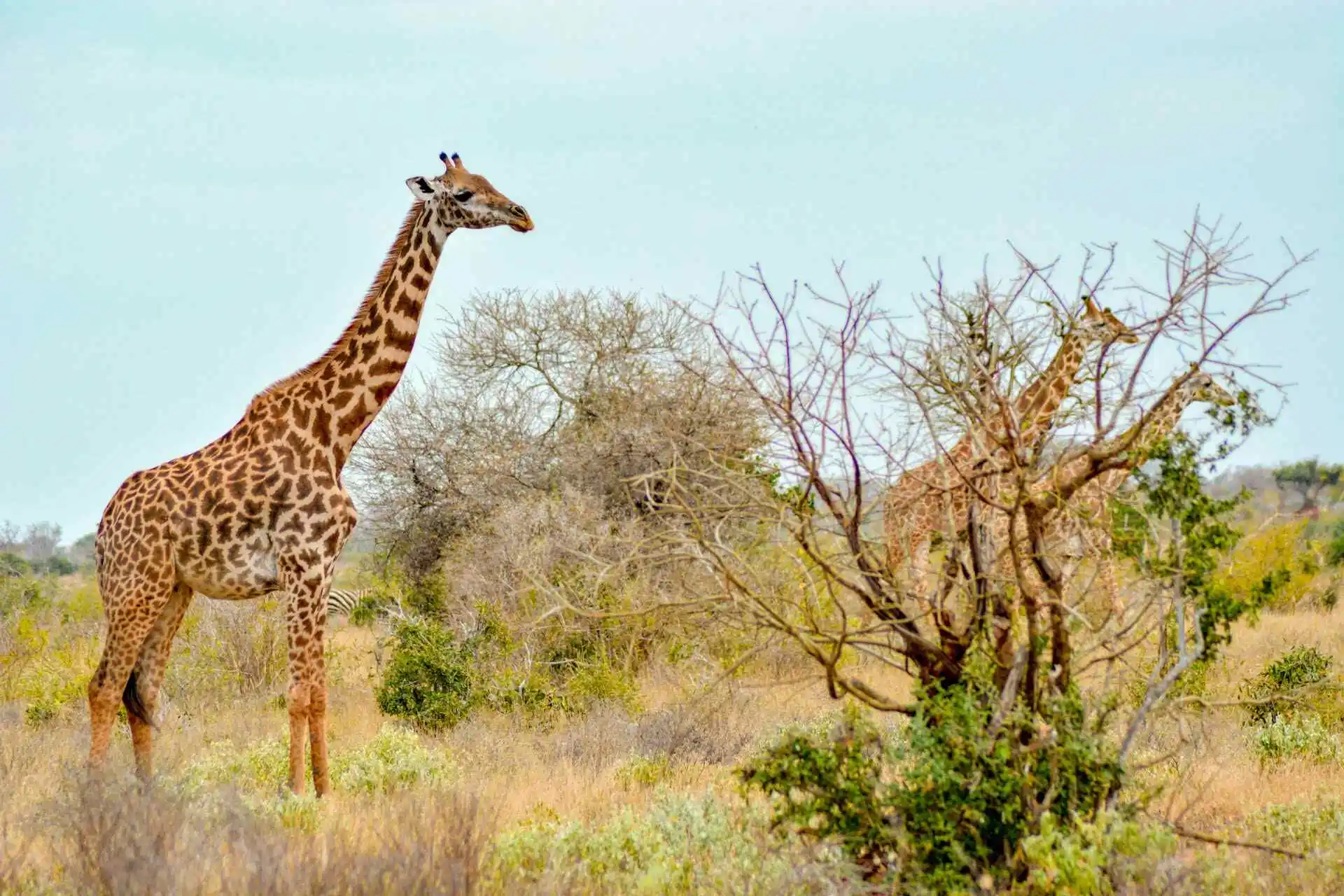 Masai Mara, Tsavo and Amboseli Safari