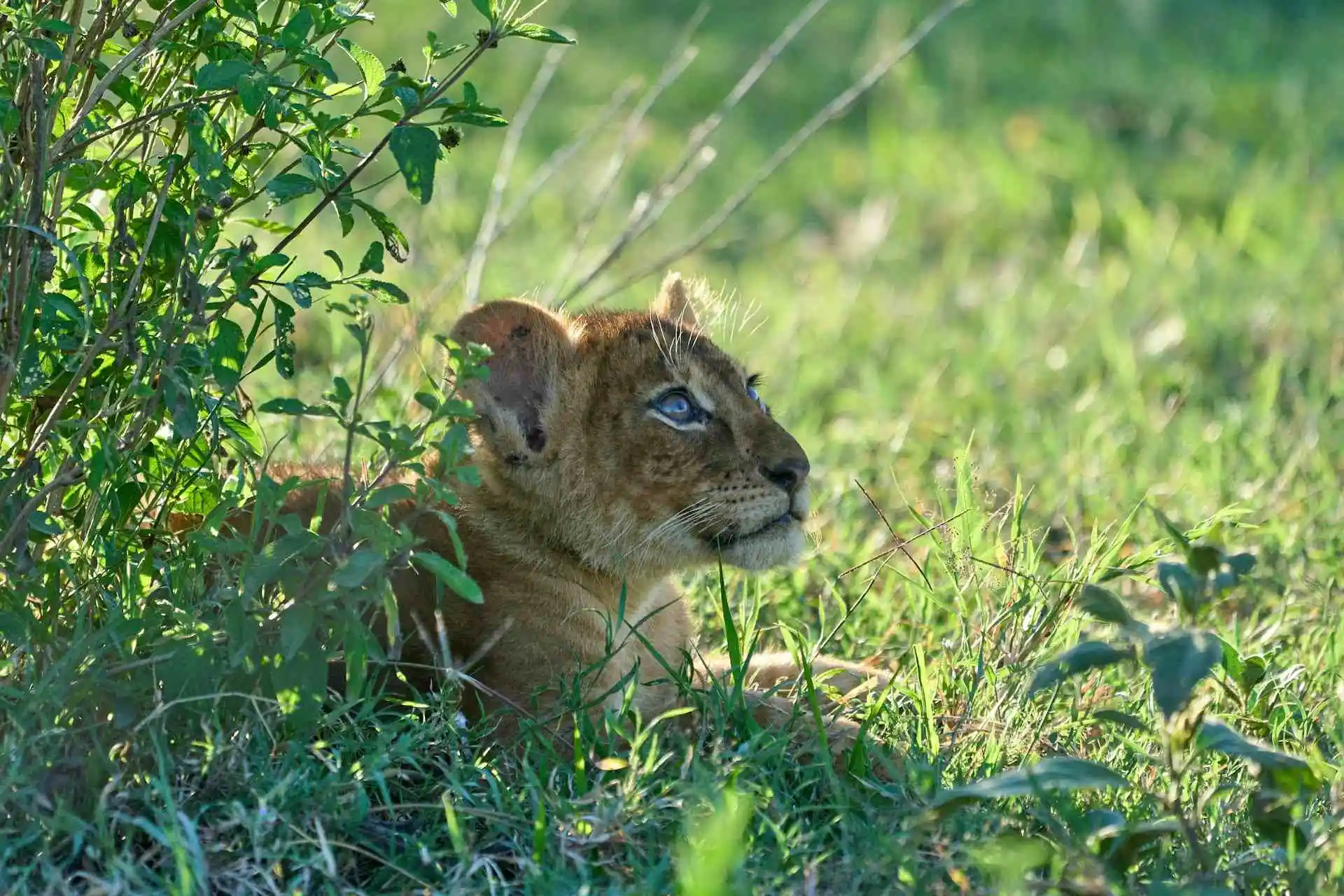 Ngorongoro Safari