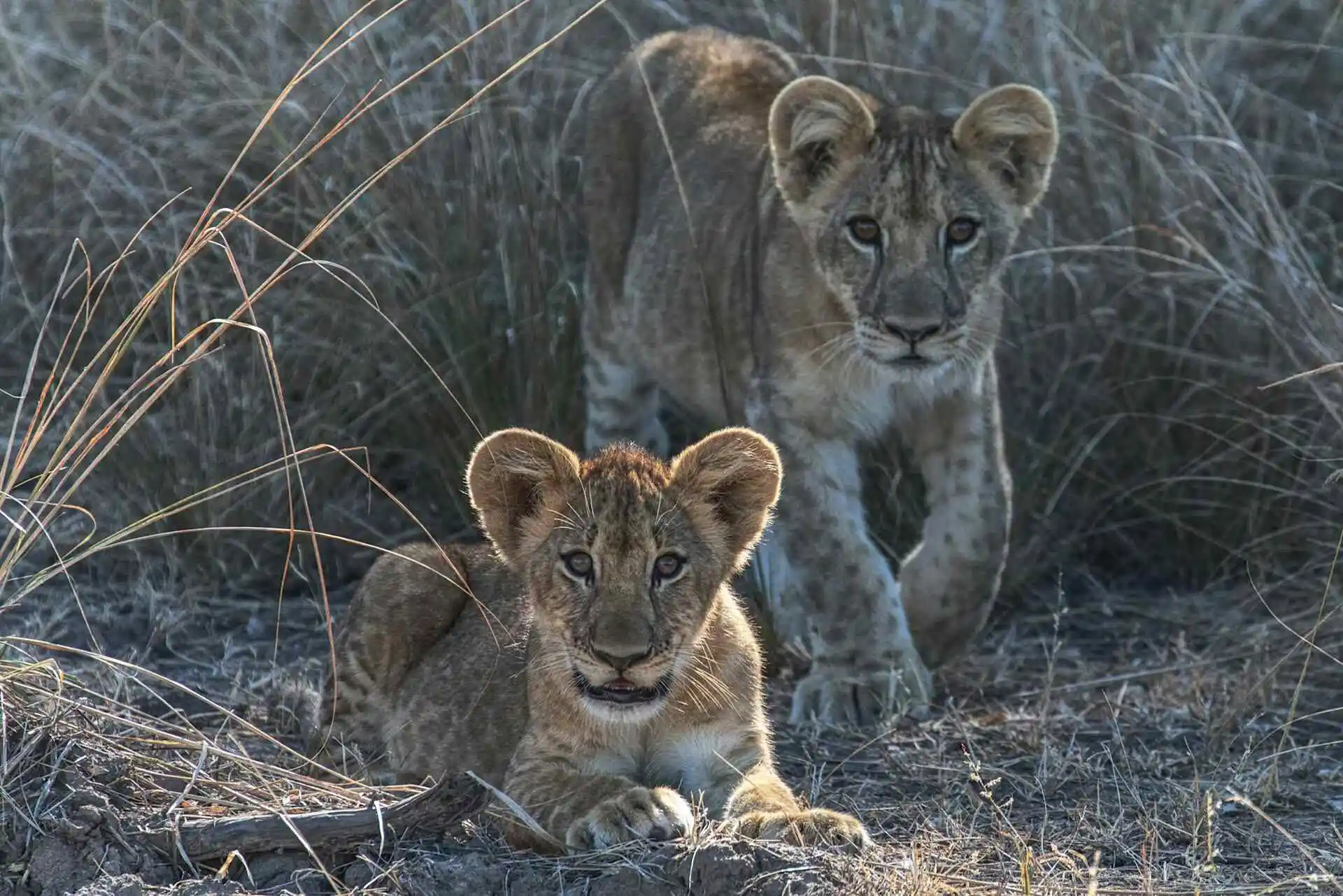 South Luangwa National Park, Zambia