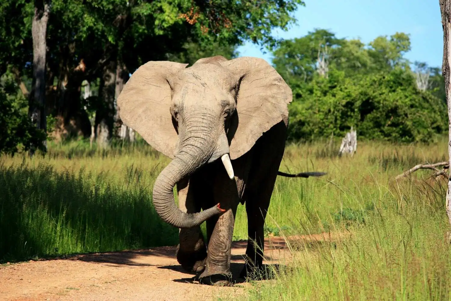 South Luangwa safari