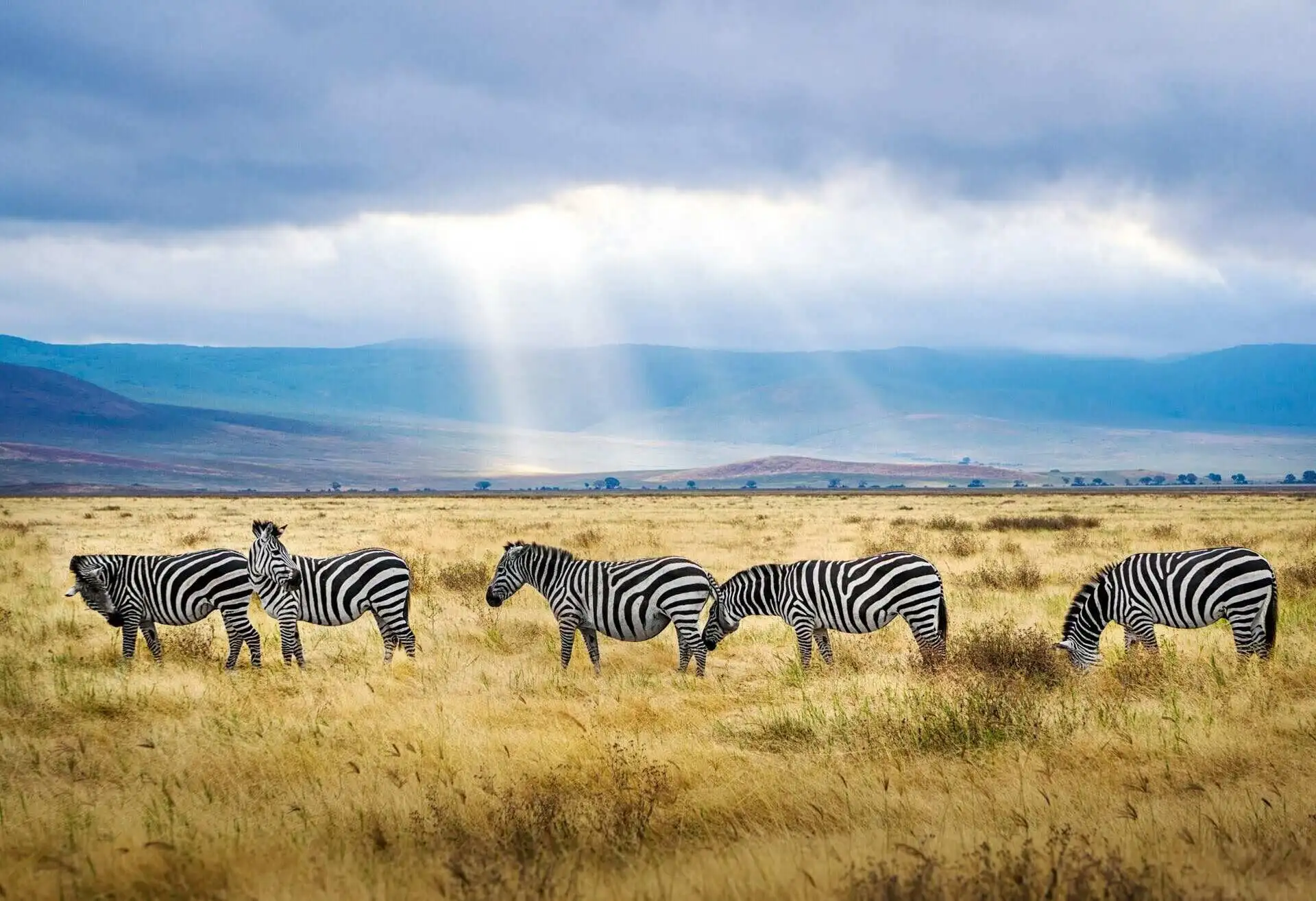 Five Zebra in Tanzania ngorongoro crater