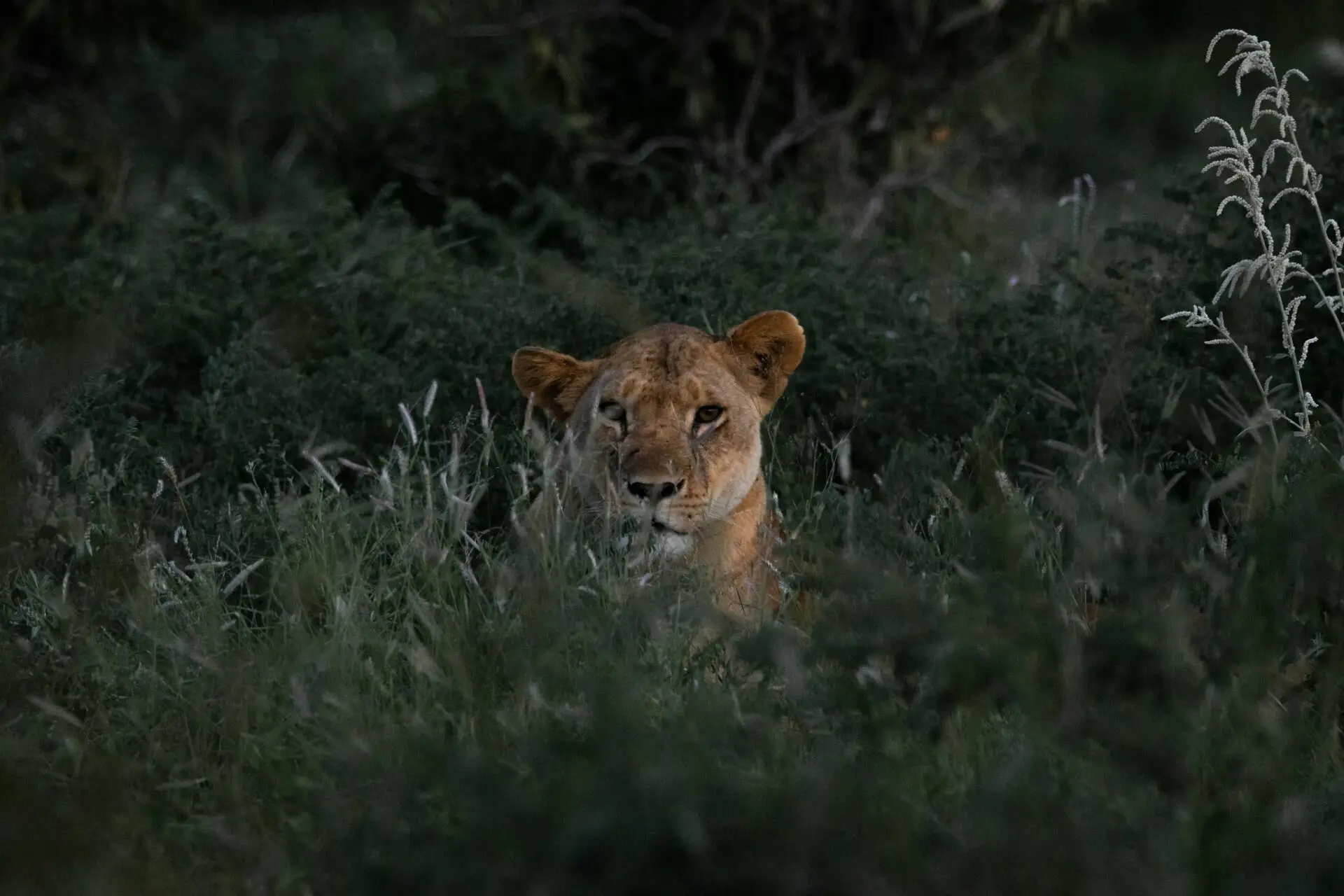 Tsavo and Amboseli Safari