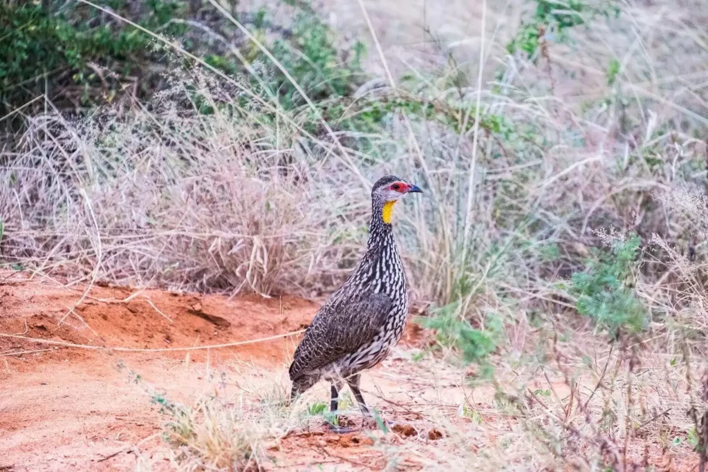 Birds of Tsavo