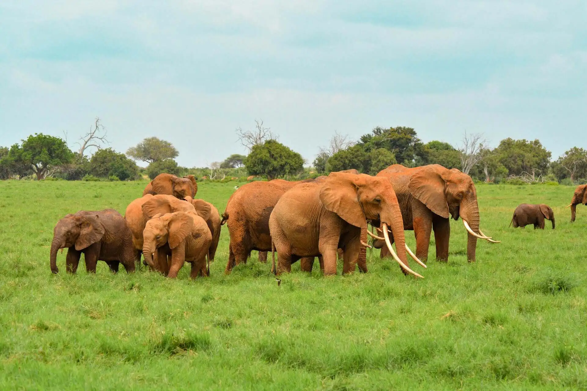 Tsavo NAtional park