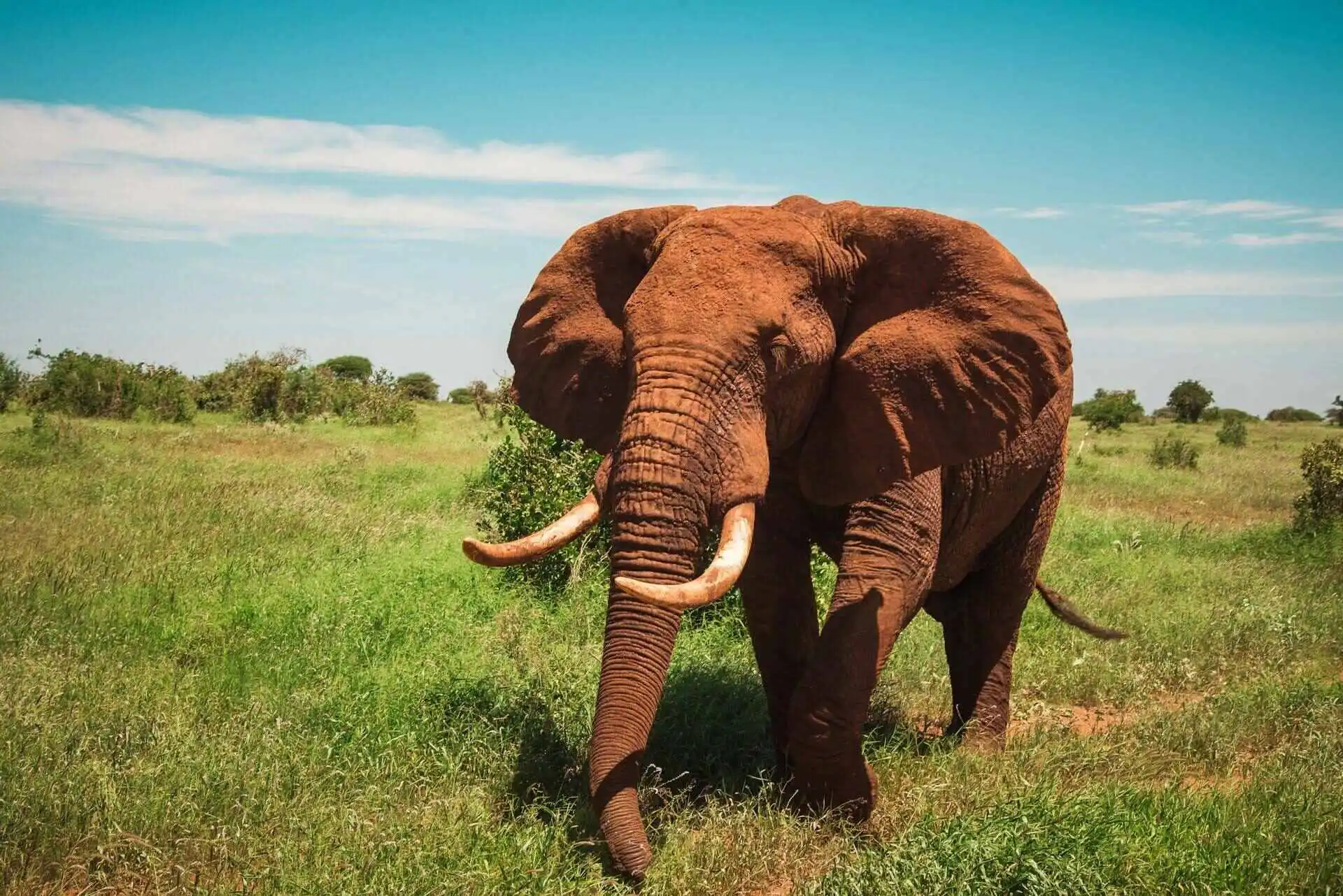 tsavo National park