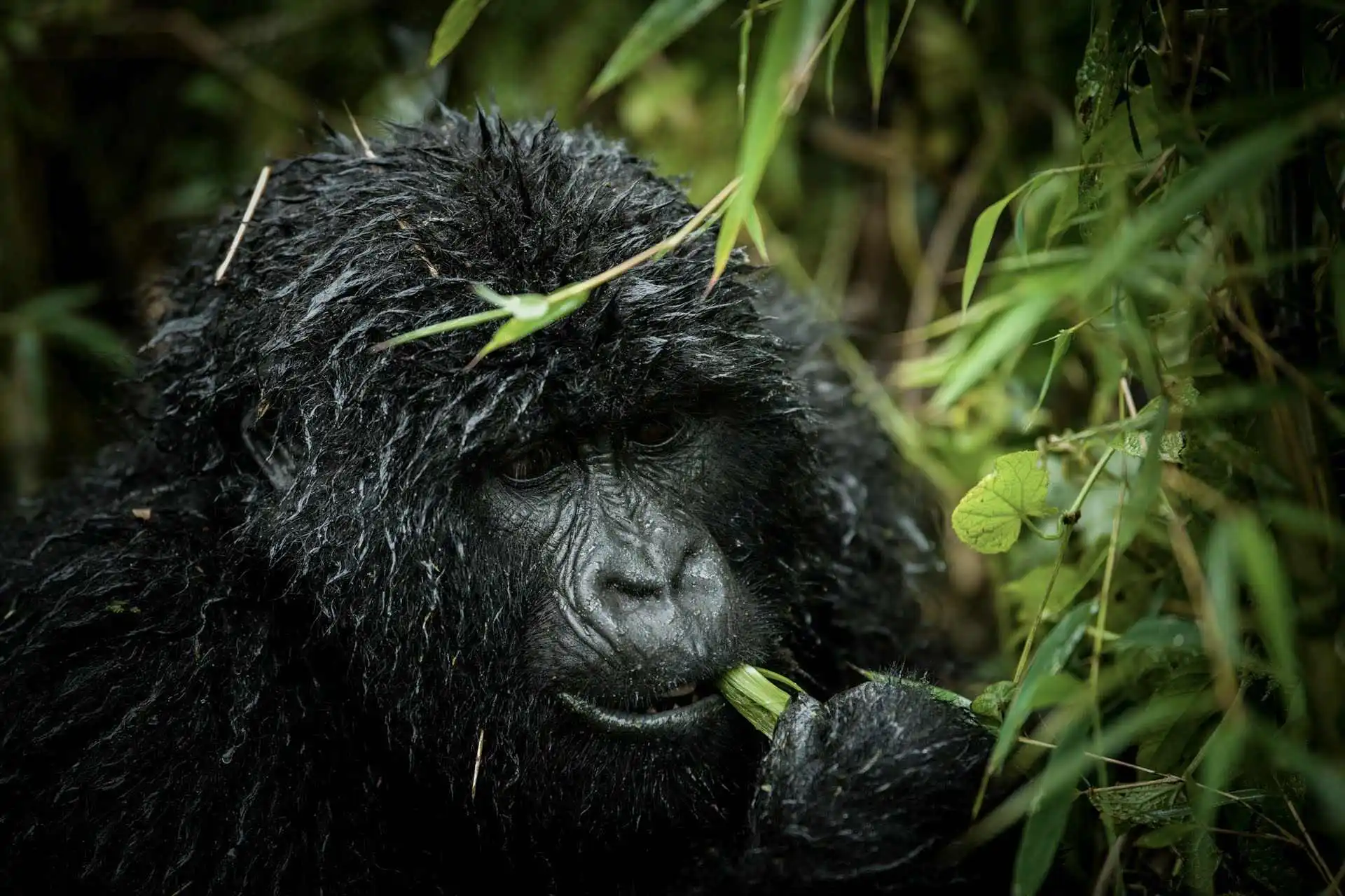 Gorilla Trekking Safari