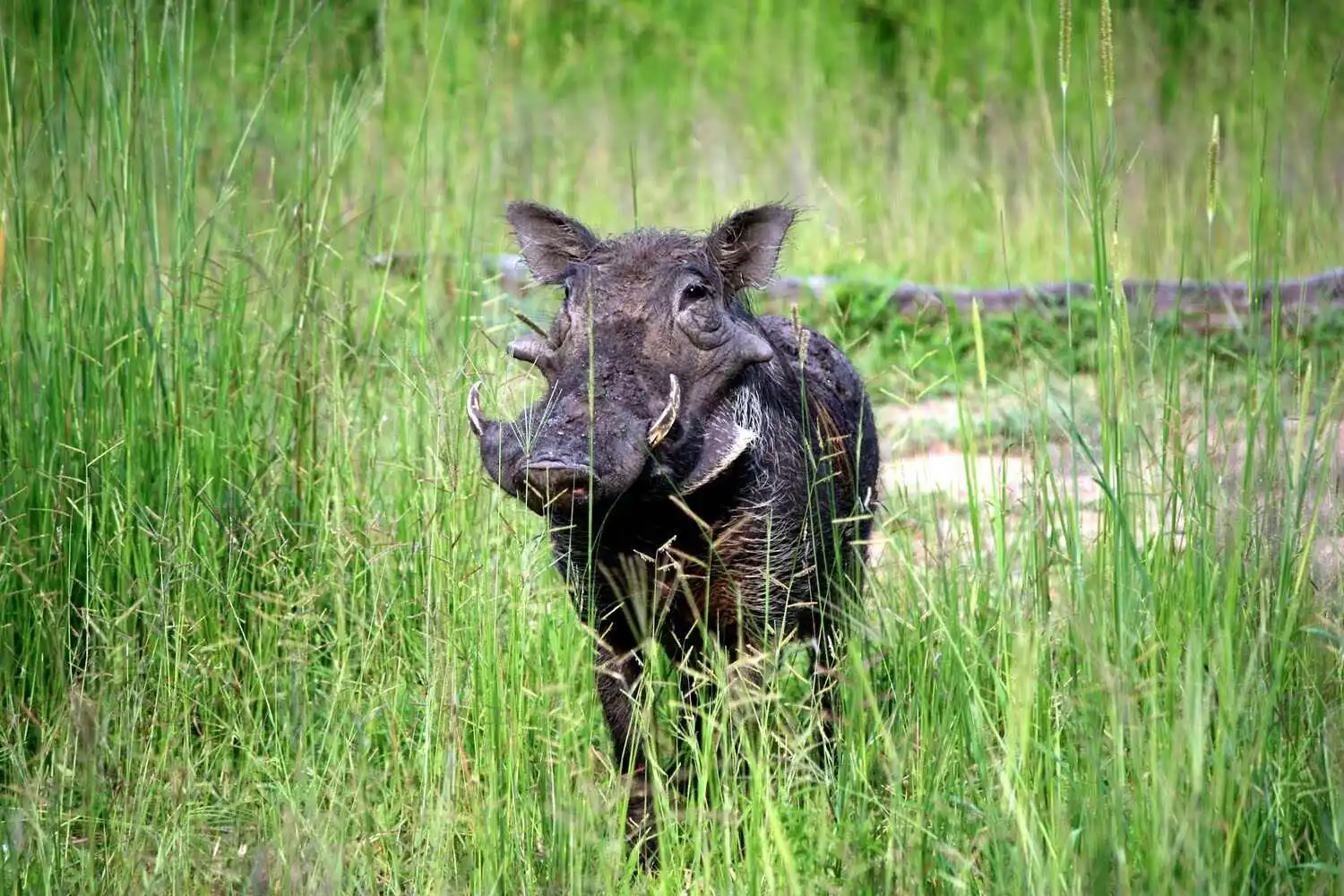 Wildlife in South Luangwa National Park