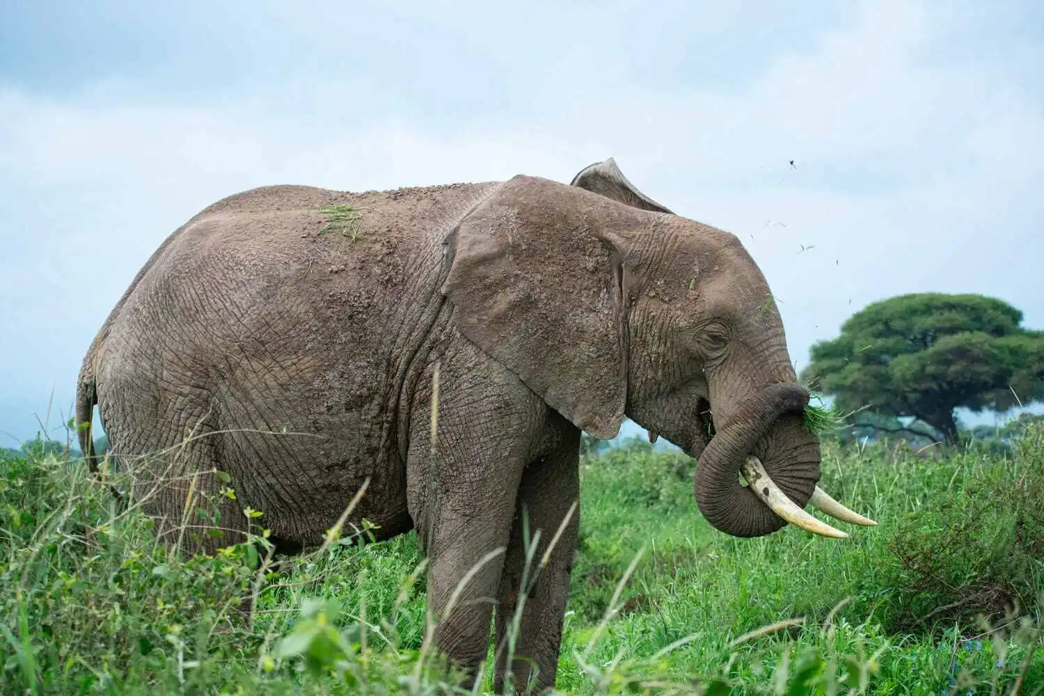 Wildlife In Amboseli