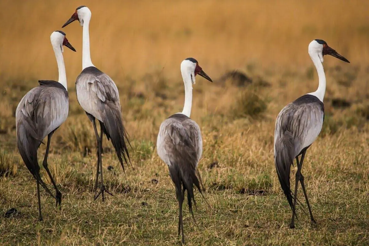 Birds of Zambia