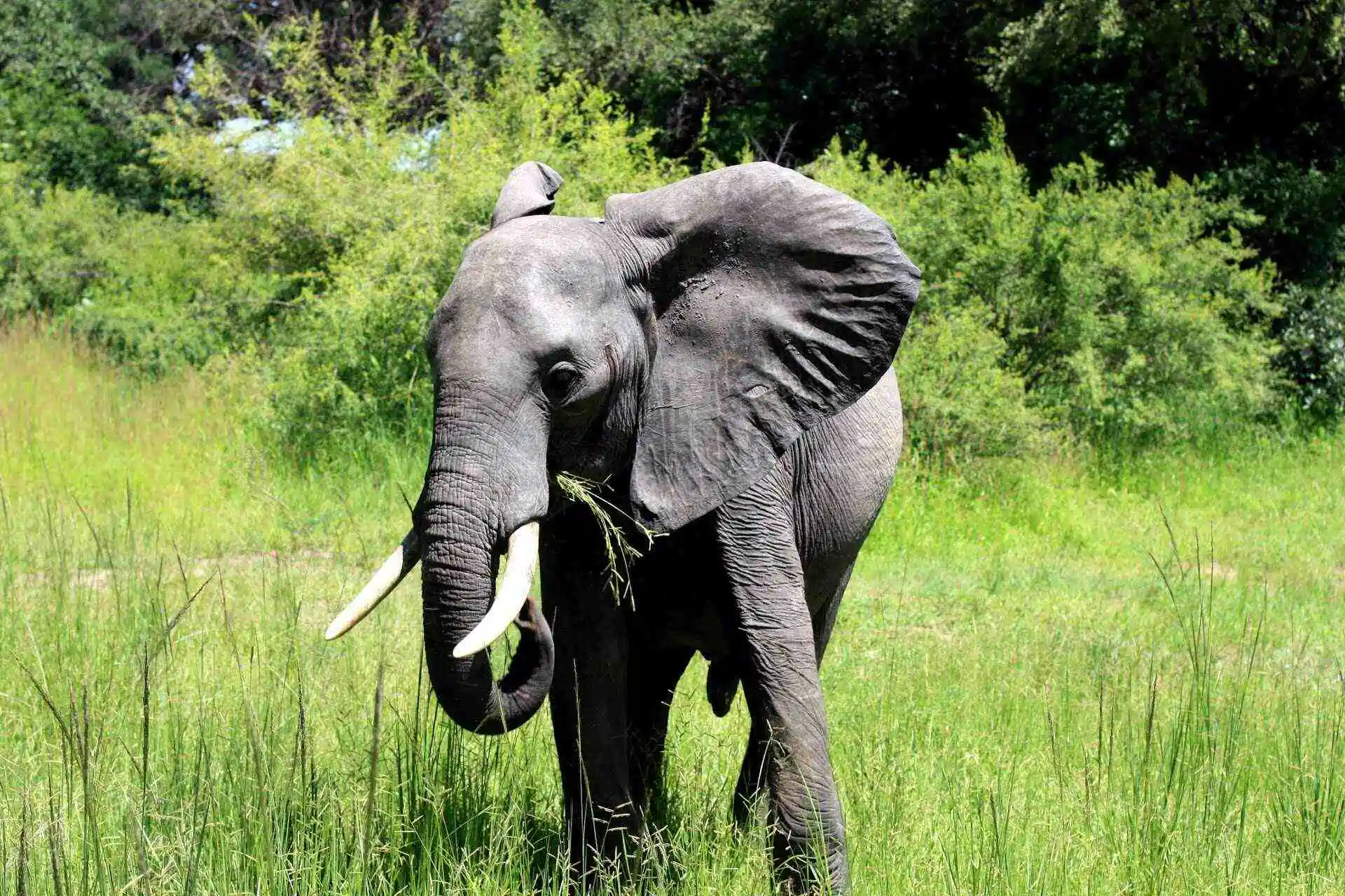 African Elephant in Zambia