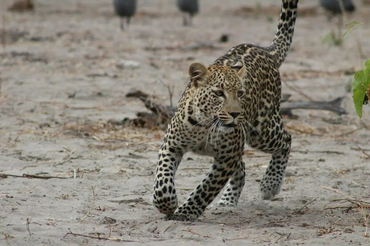 Leopard of zambia