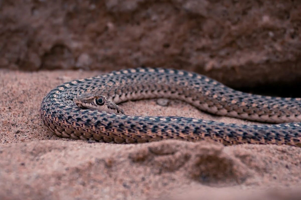 Zambia Reptile