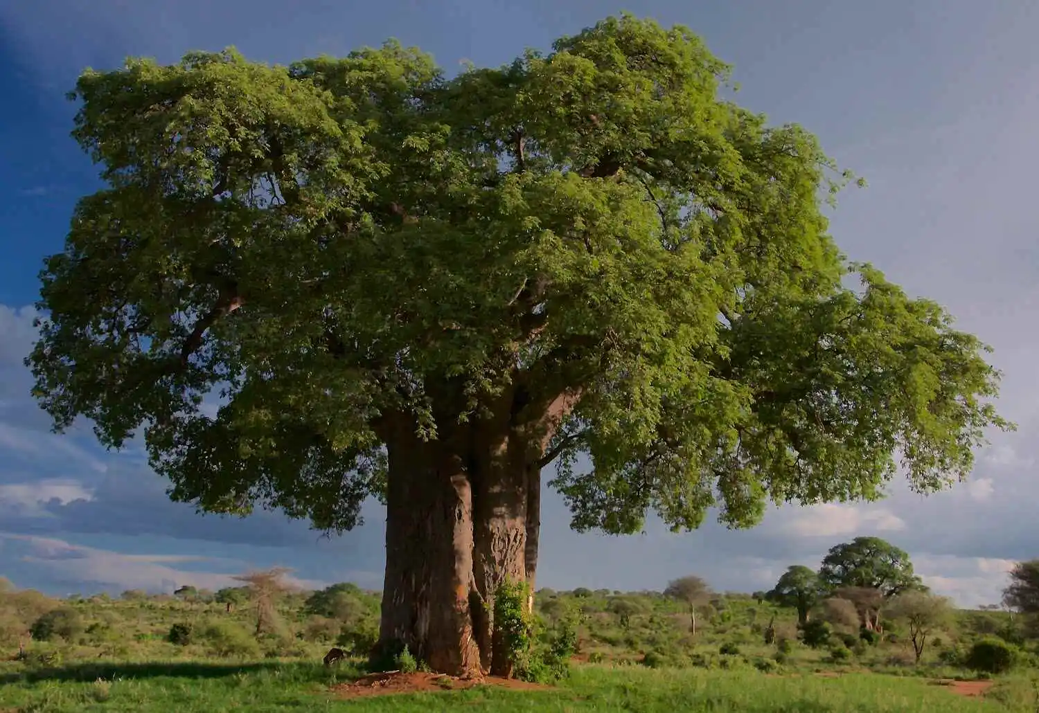 Baobab Tree in Tarangire