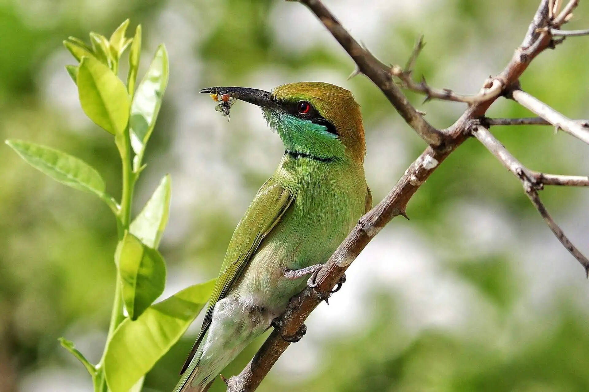 Birdwaching tours india