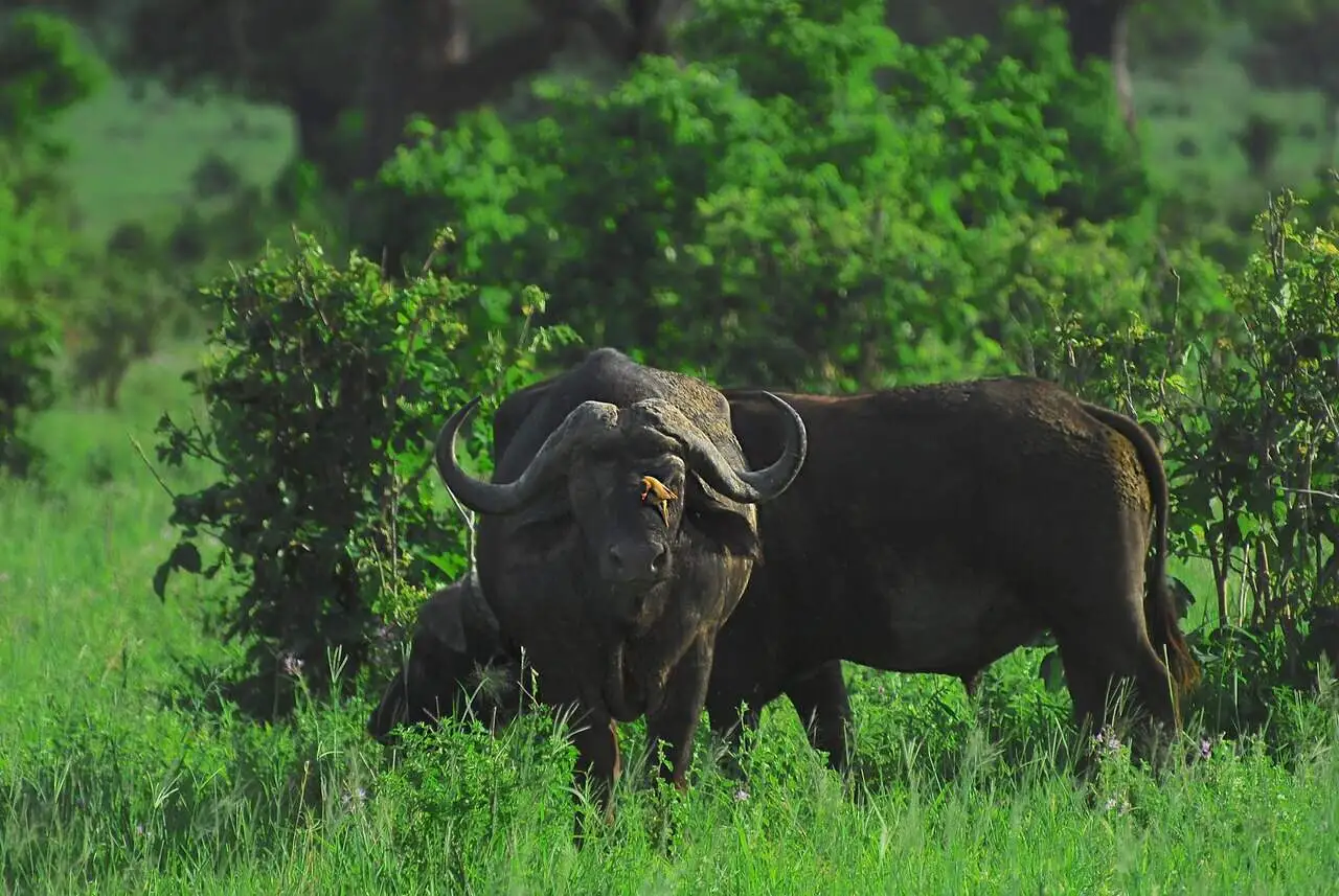 Buffalo in tarangire national park