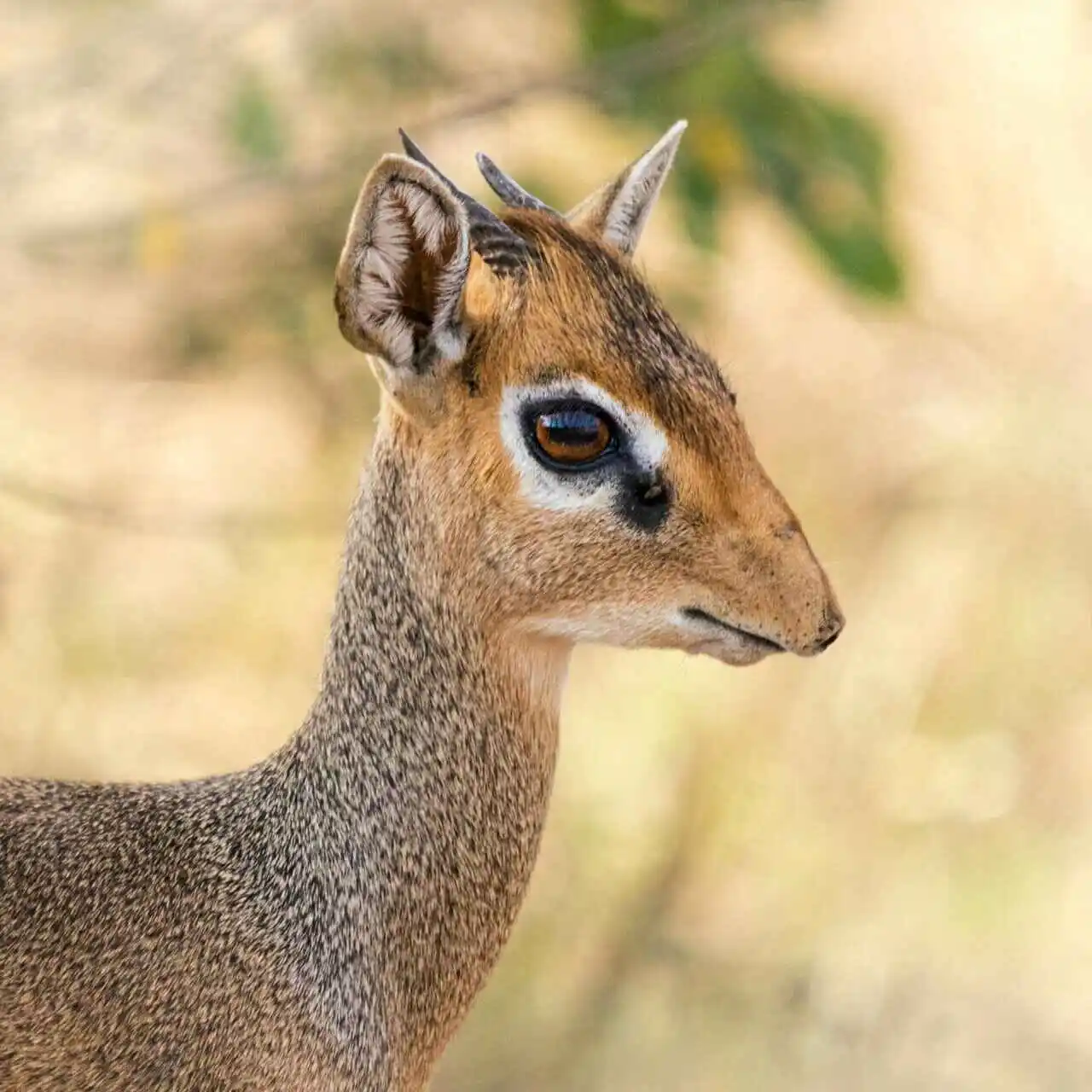 Dik Dik In Tarangire