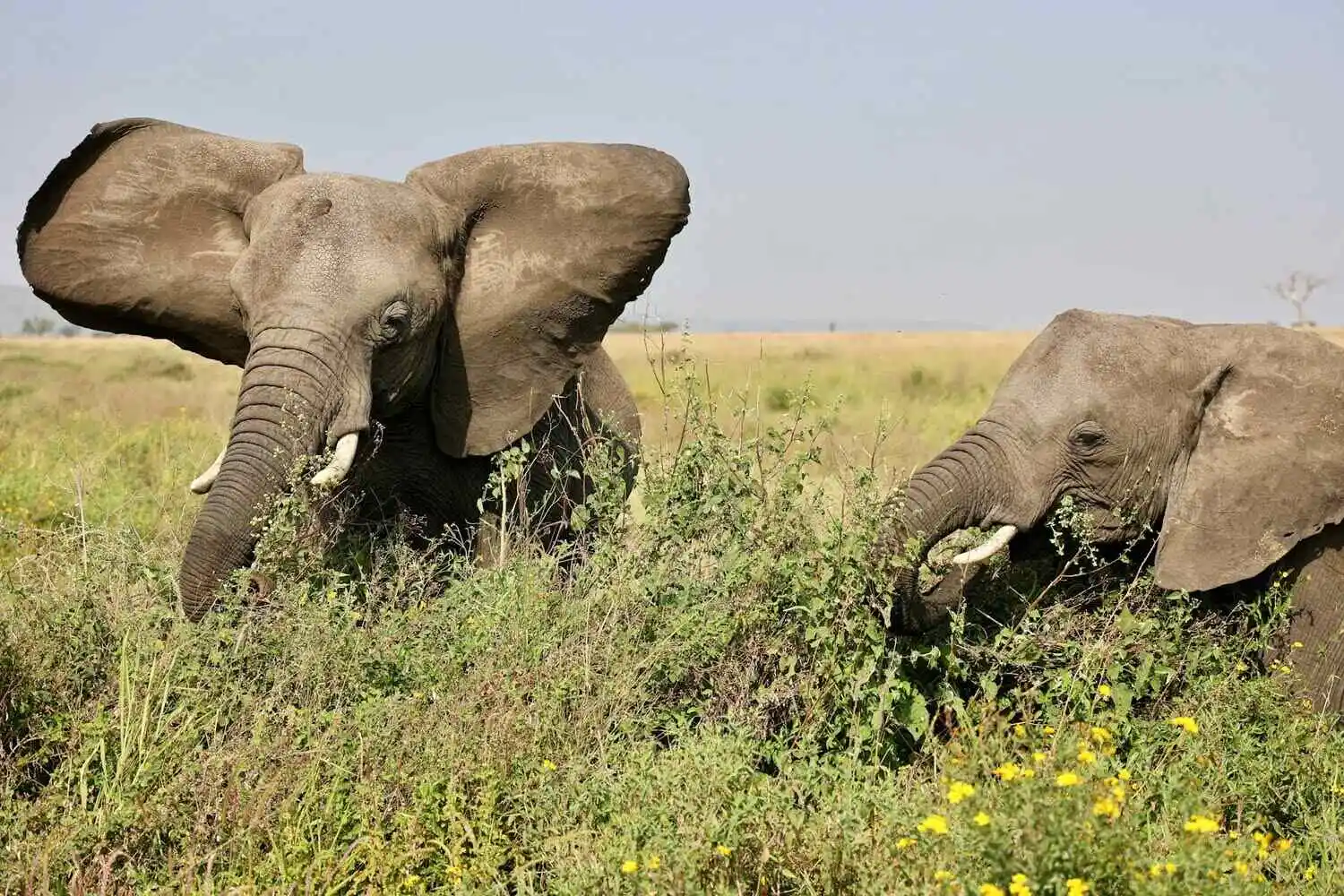 About the tarangire national park