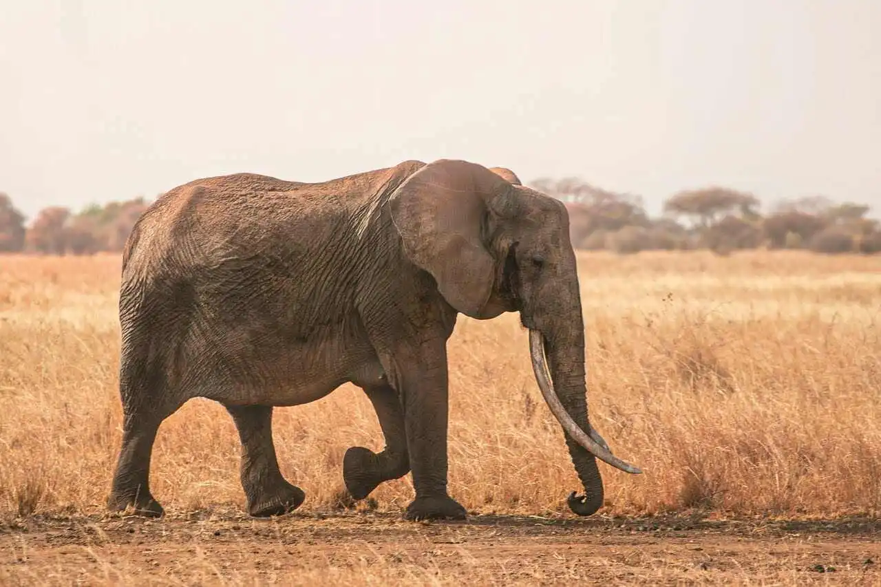 Elephant in tarangire