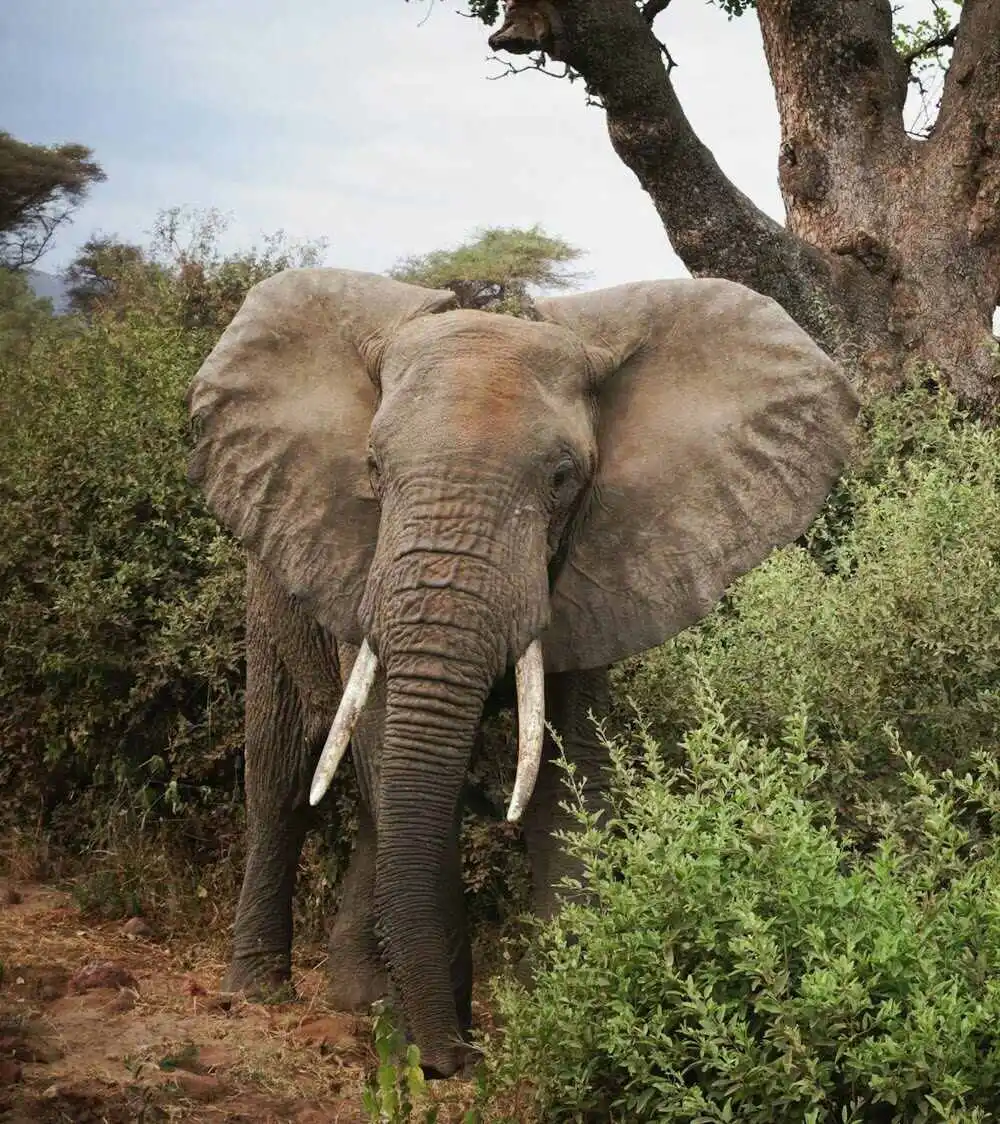 Lake Manyara national park elephant