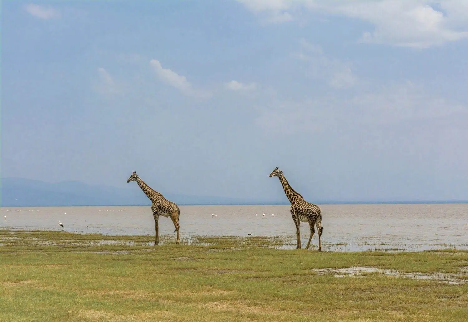 giraffe in lake manyara national park