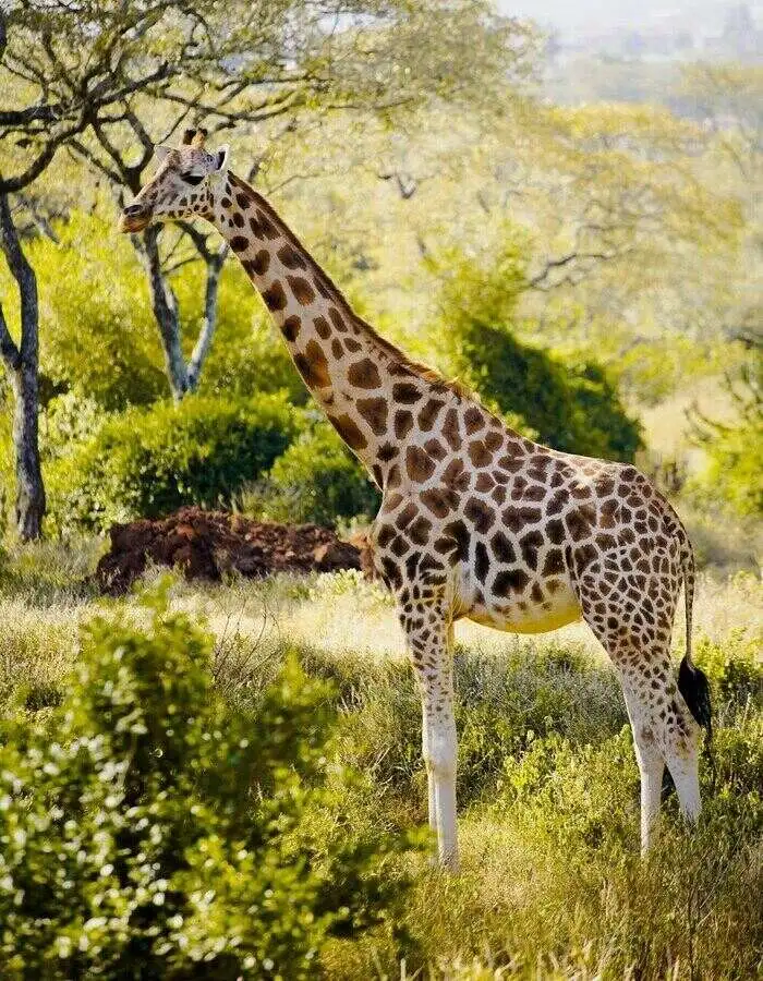 Giraffe standing in Tarangire National Park, surrounded by lush vegetation.