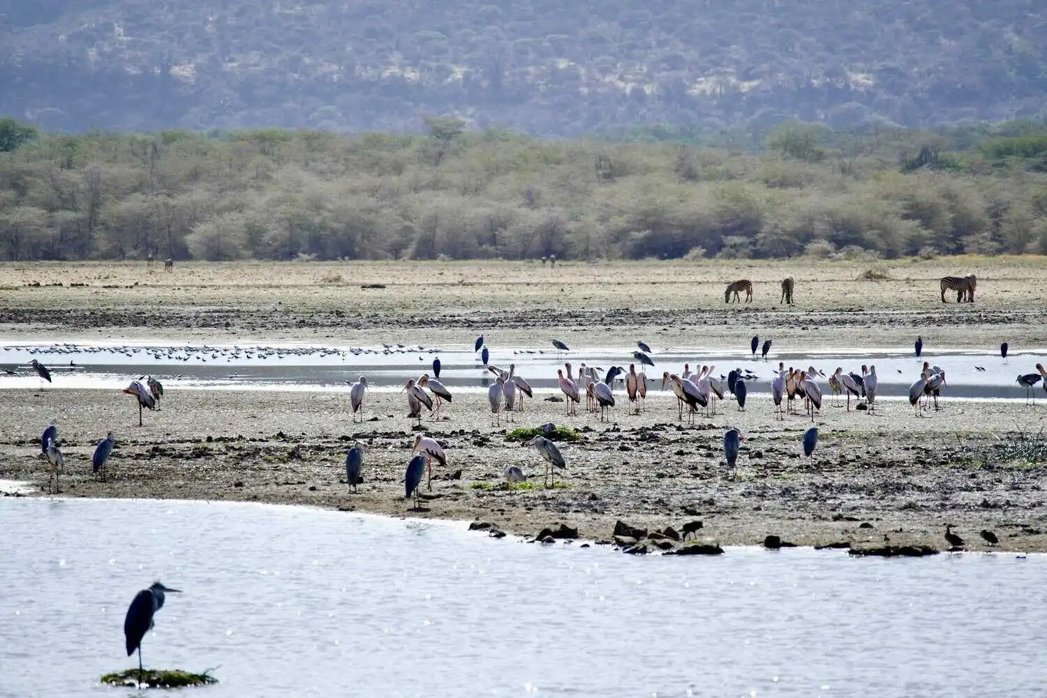 Birds in lake manyara